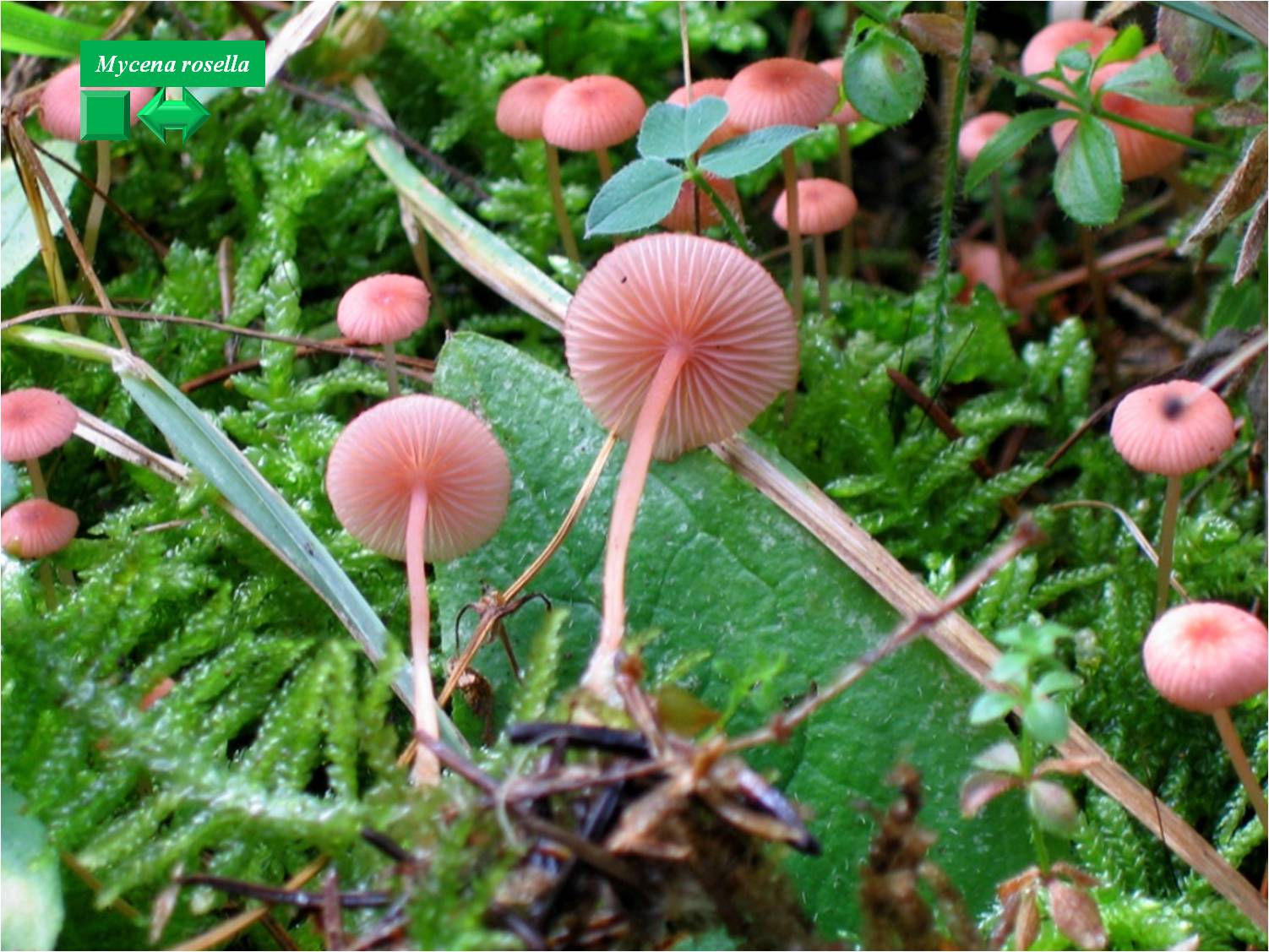 Mycena rosella