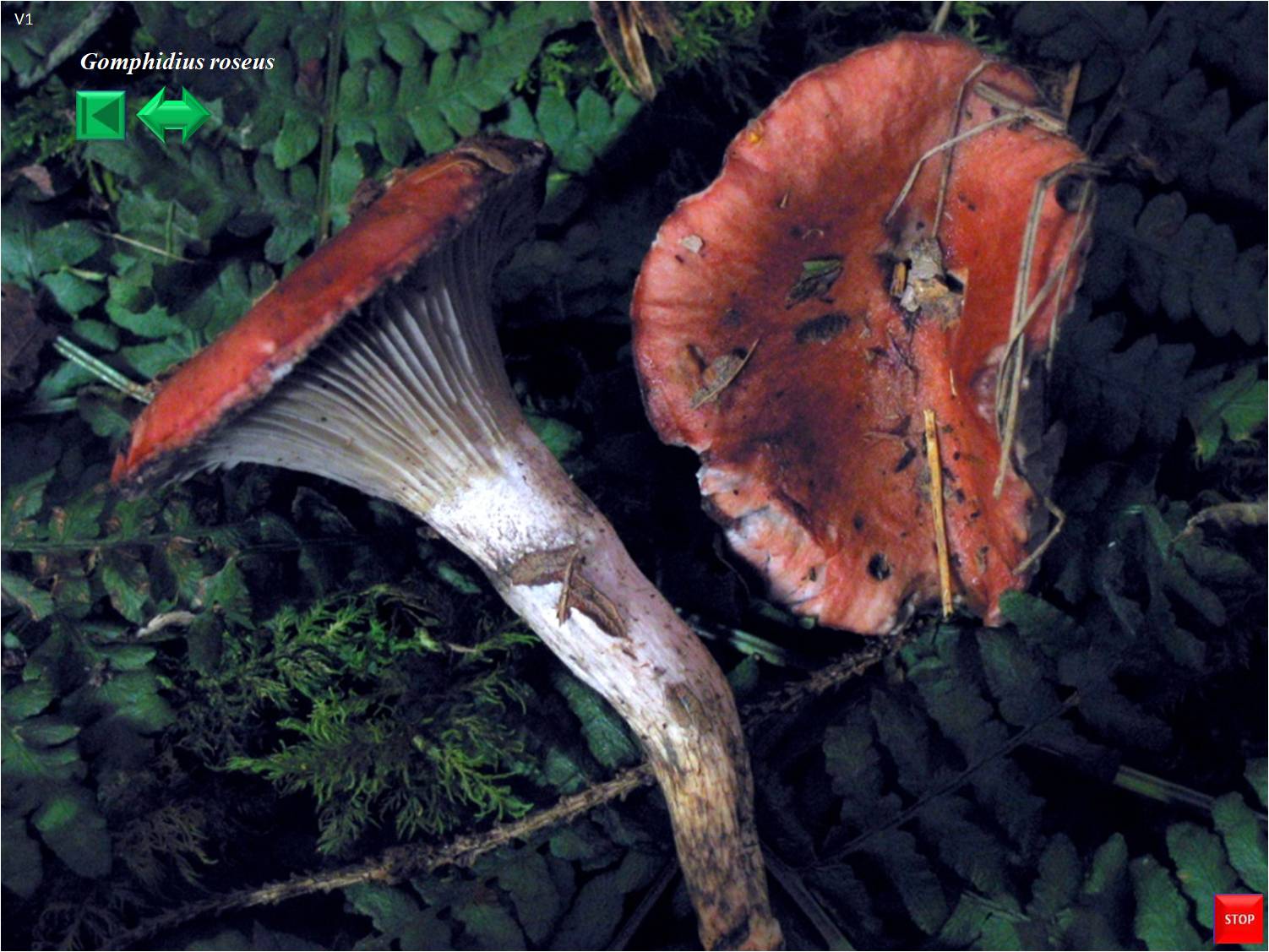 Gomphidius roseus