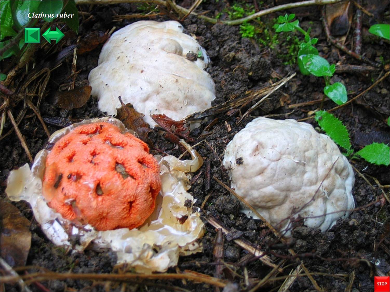Clathrus ruber