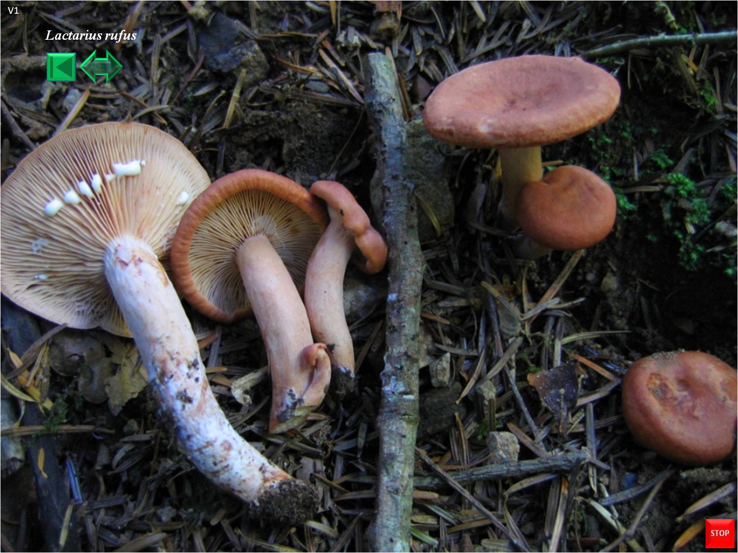 Lactarius rufus