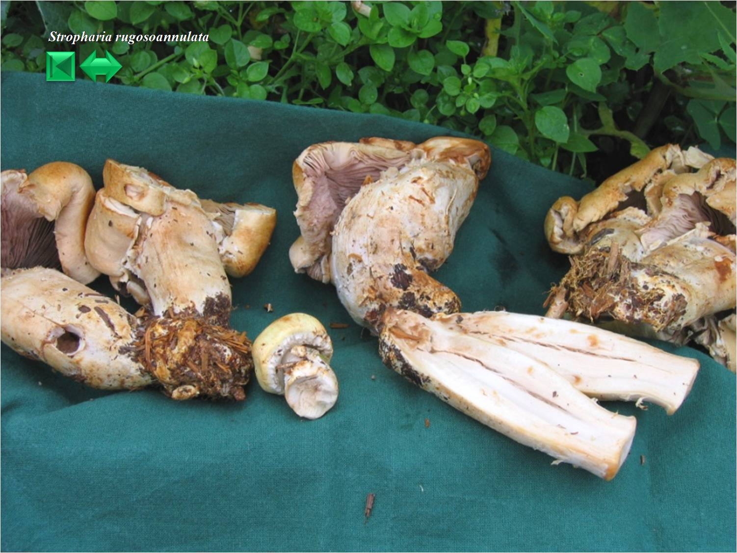 Stropharia coronilla
