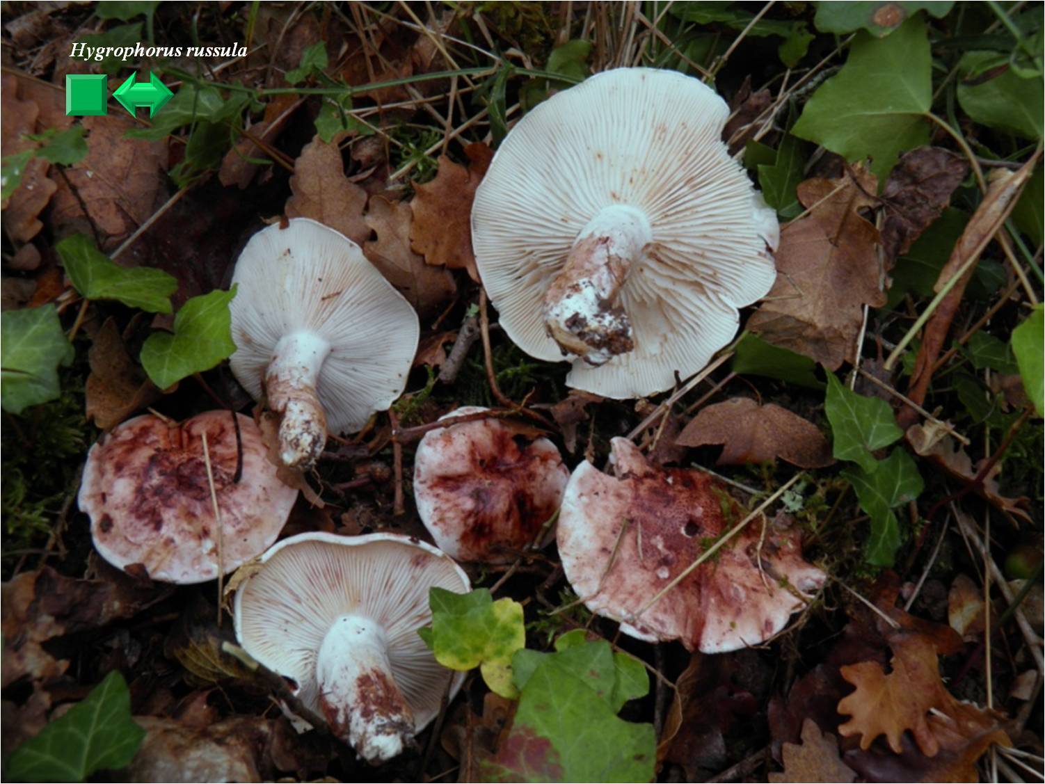 Hygrophorus russula