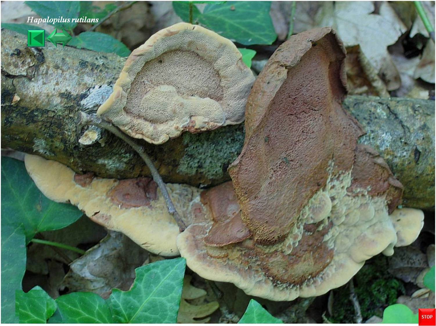 Tricholomopsis rutilans