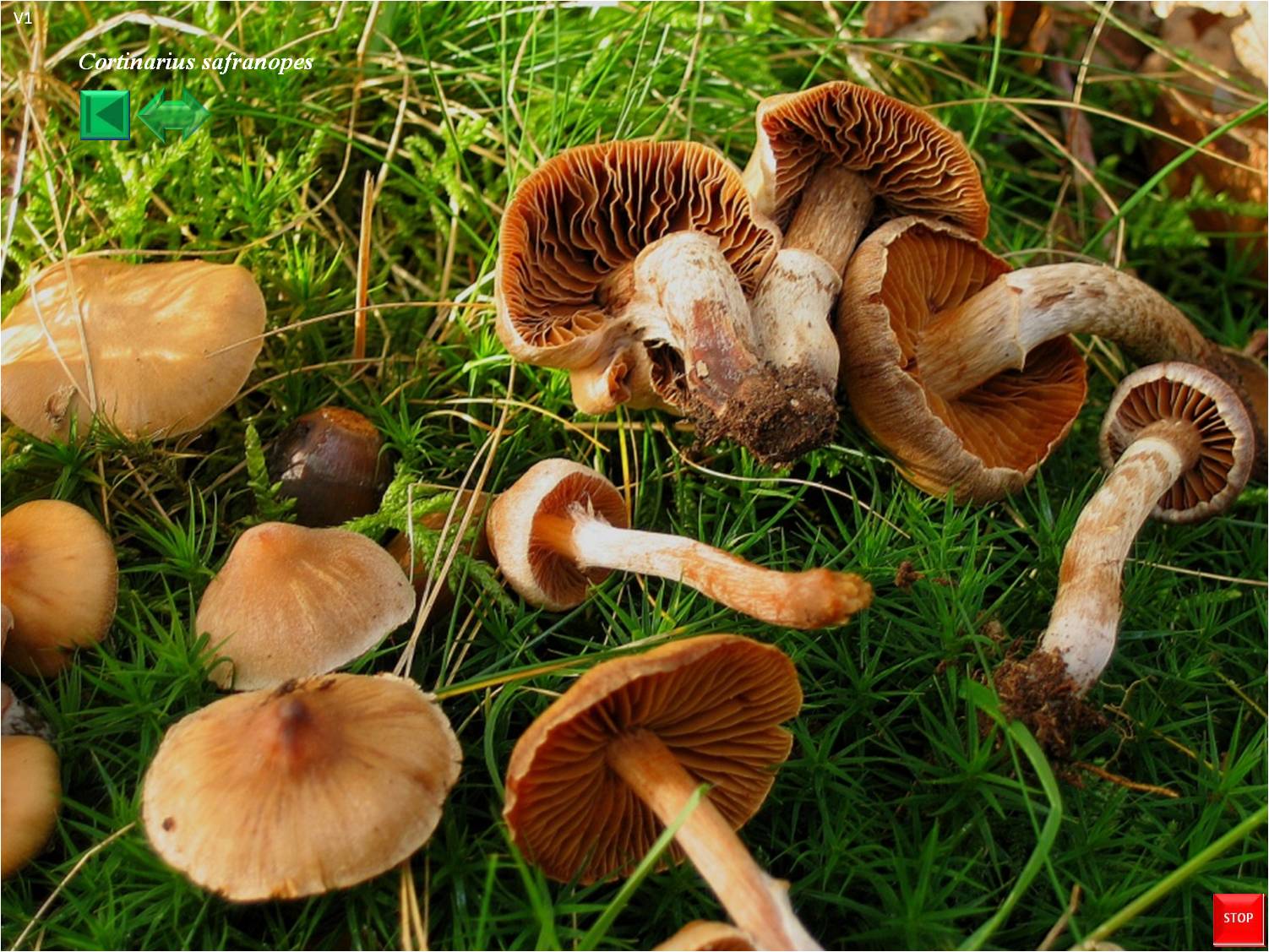 Cortinarius safranopes