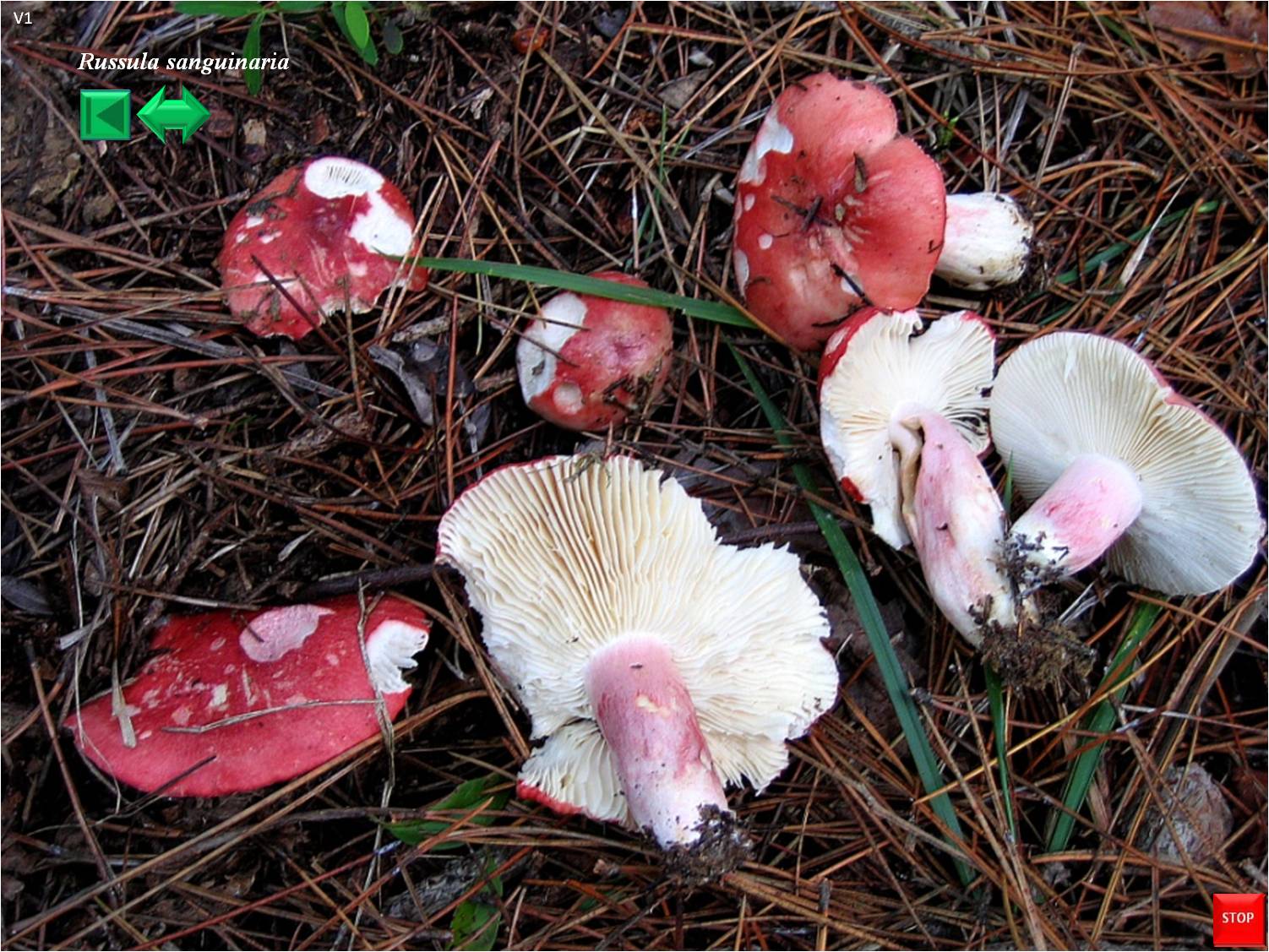 Russula sanguinaria