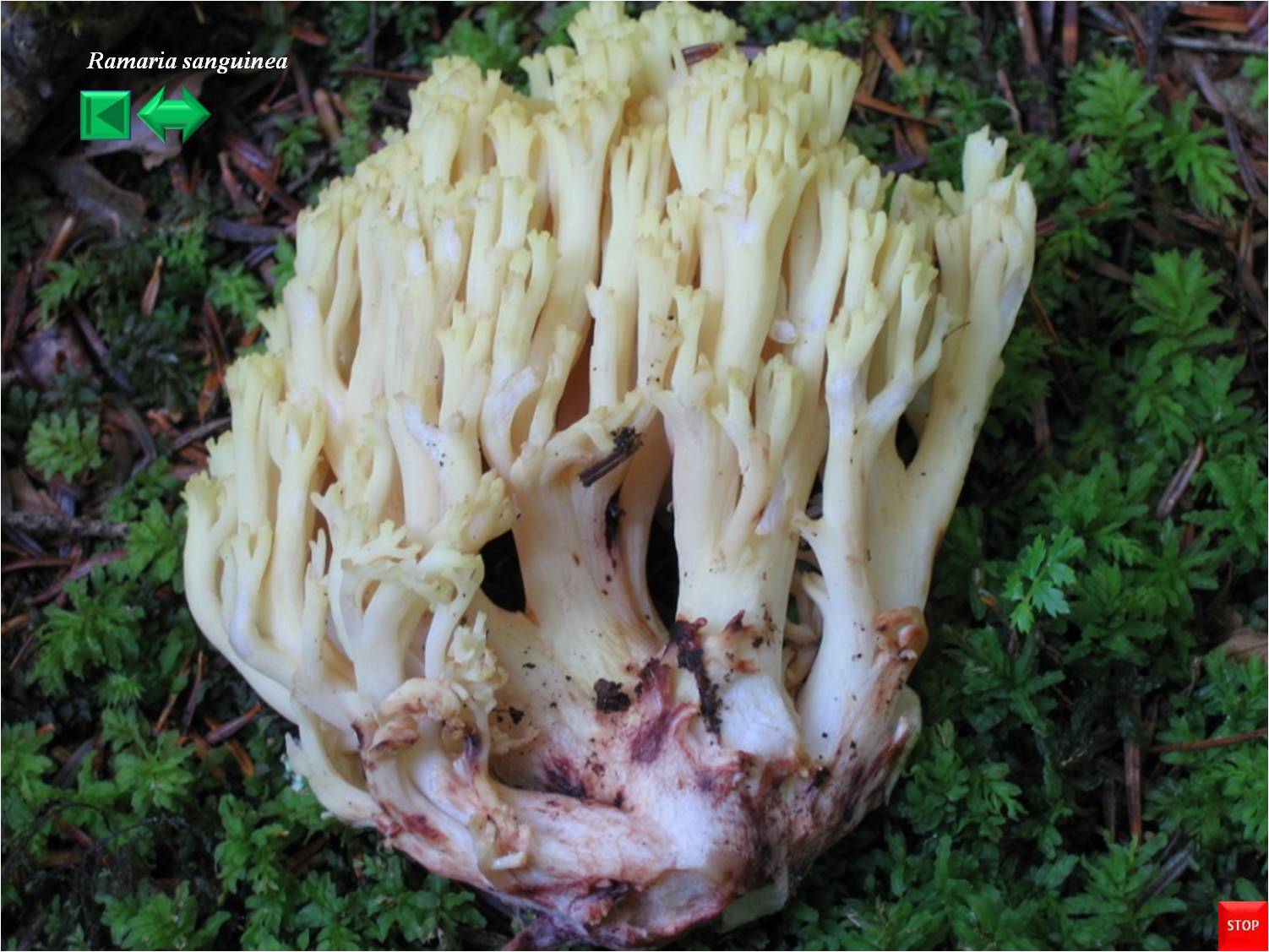 Ramaria sanguinea