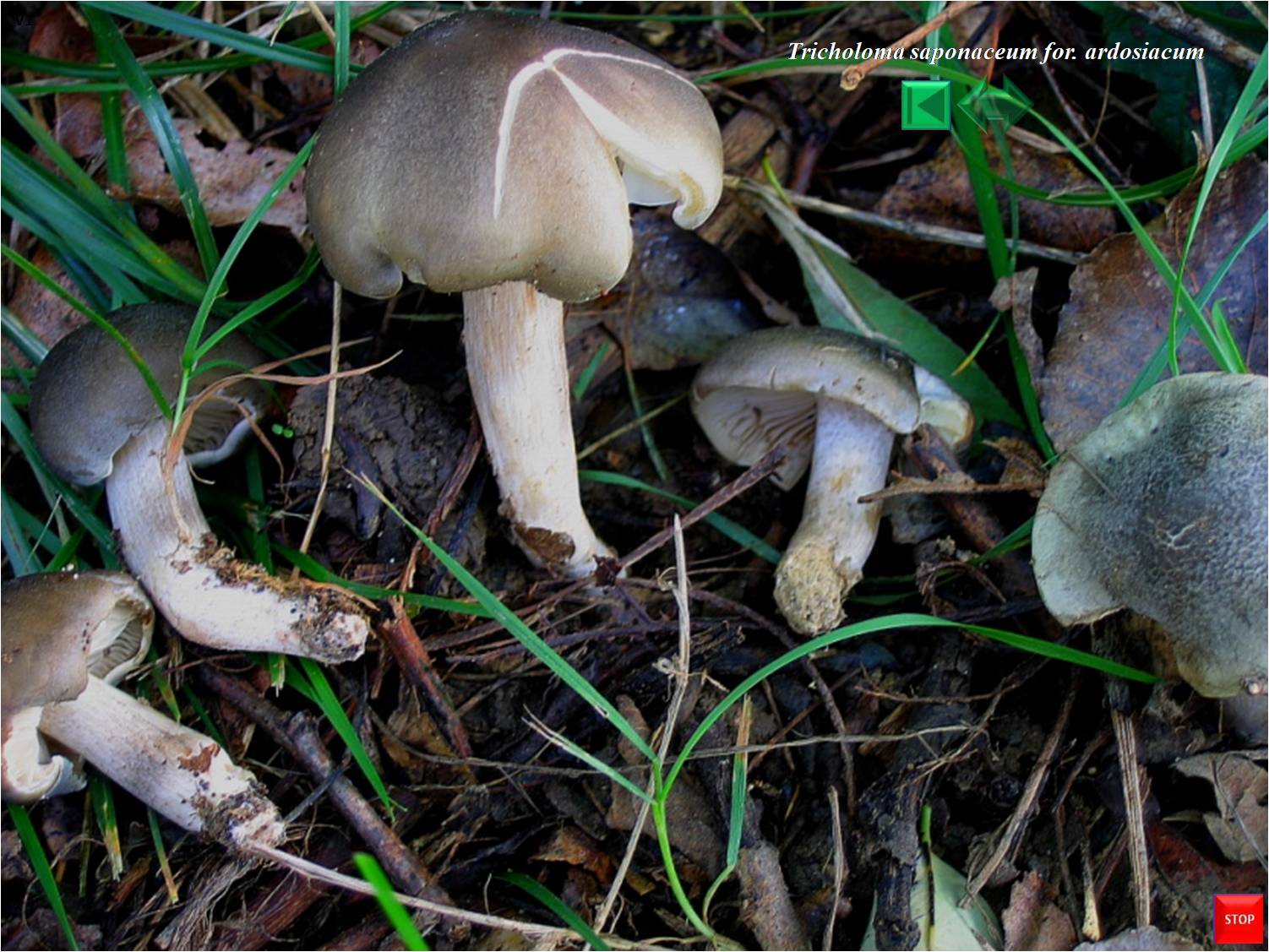 Tricholoma saponaceum for. ardosiacum