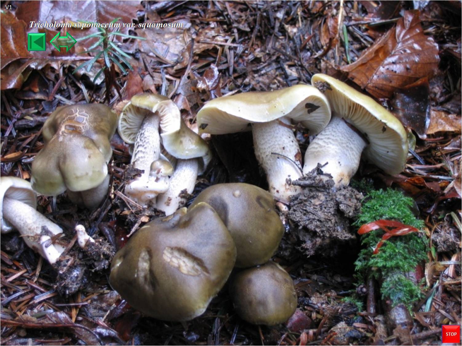 Tricholoma saponaceum