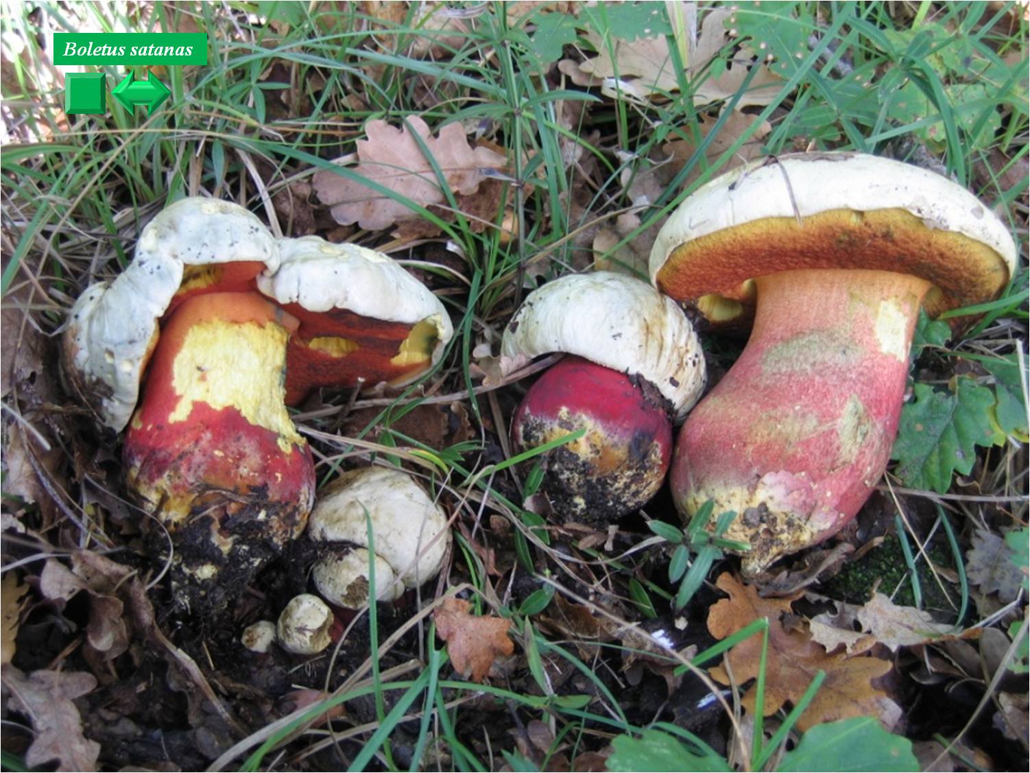 Boletus rhodoxanthus