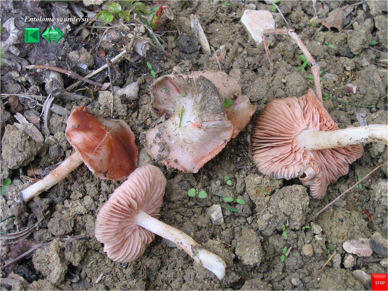 Entoloma saundersii