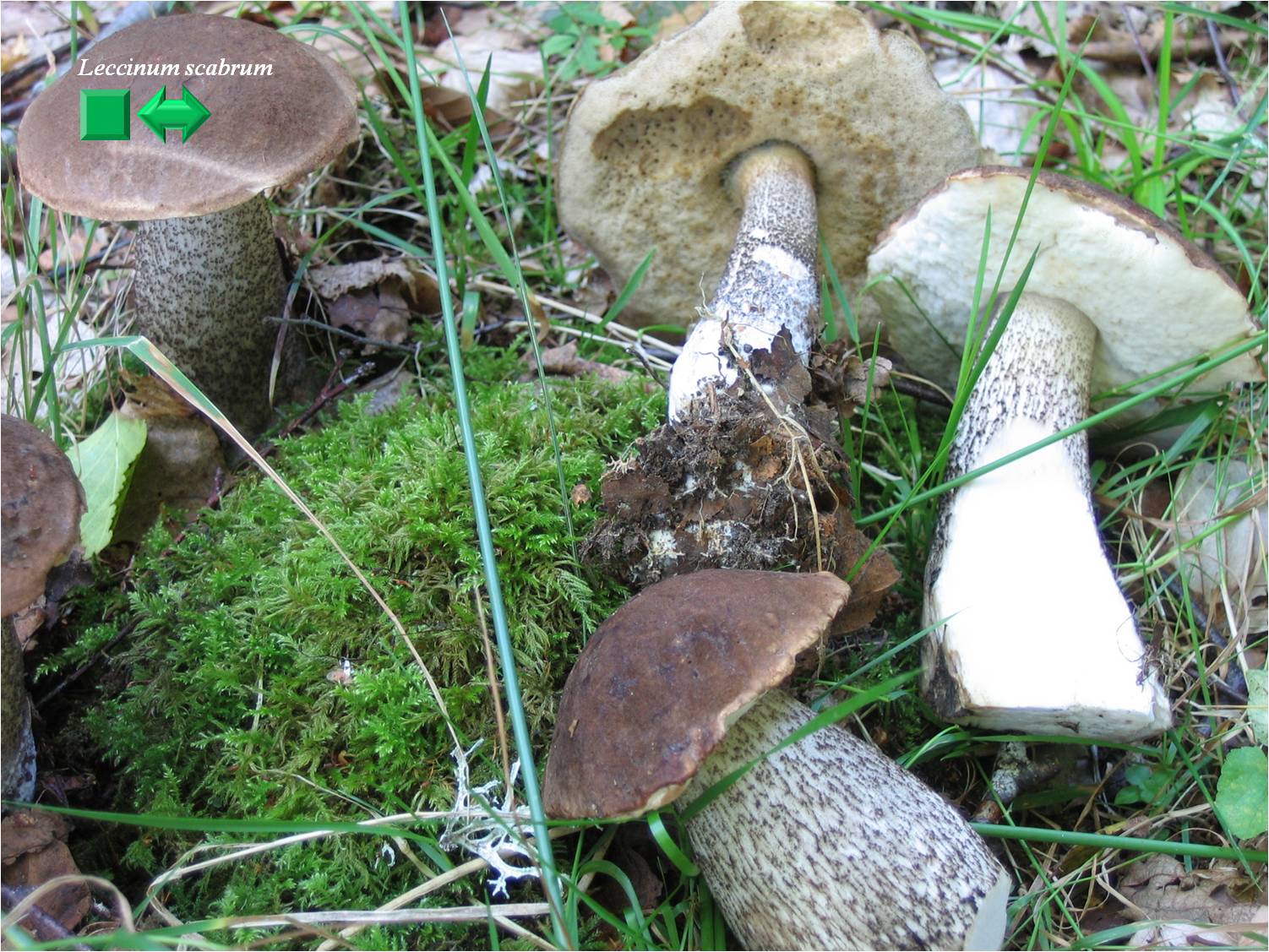 Leccinum duriusculum