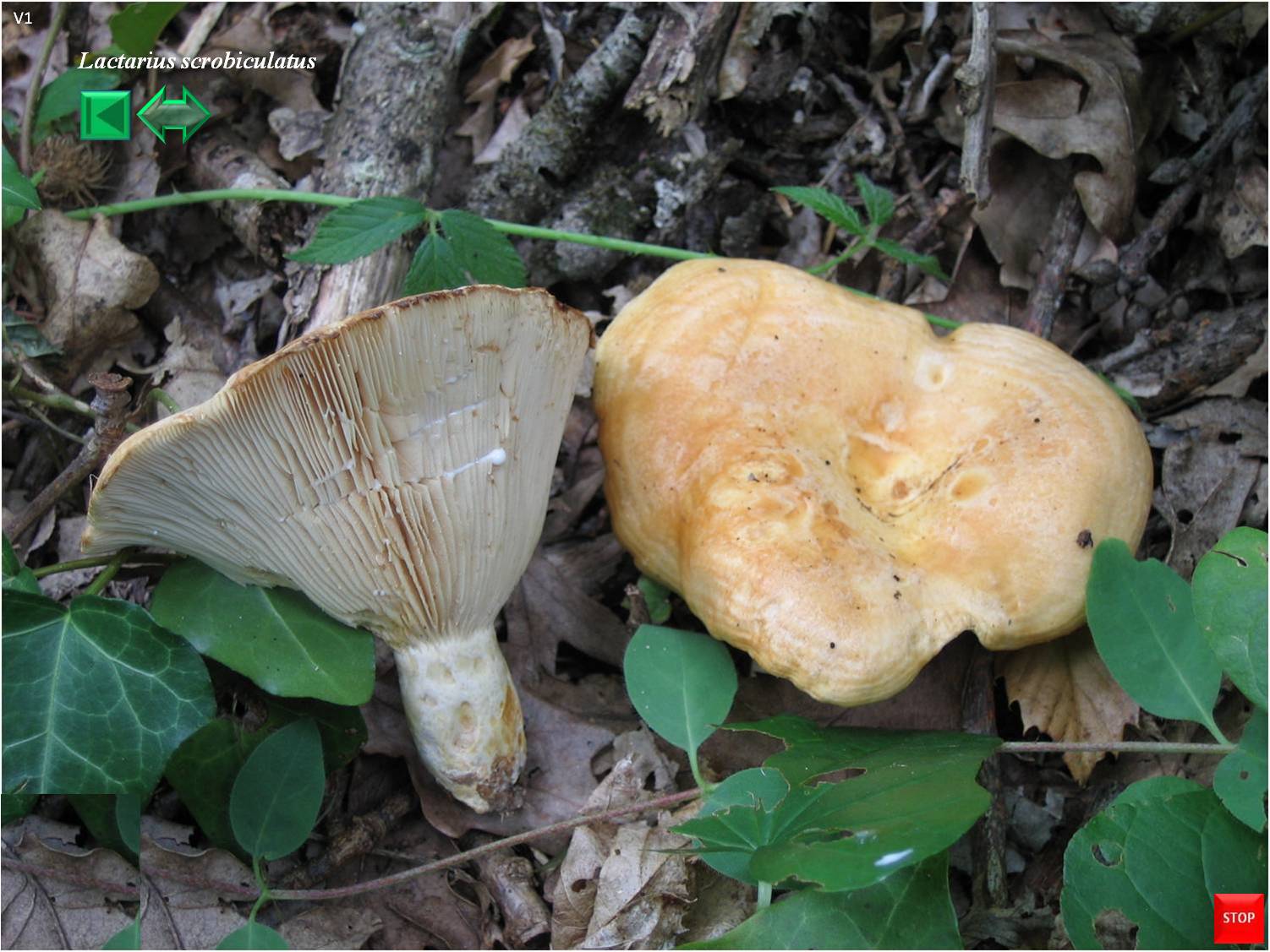 Lactarius scrobiculatus