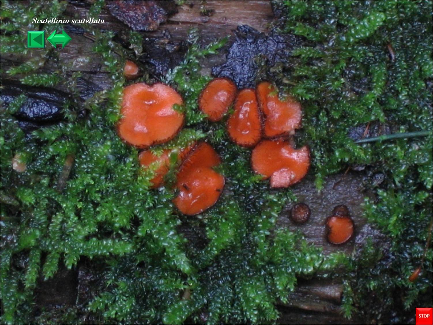 Scutellinia scutellata