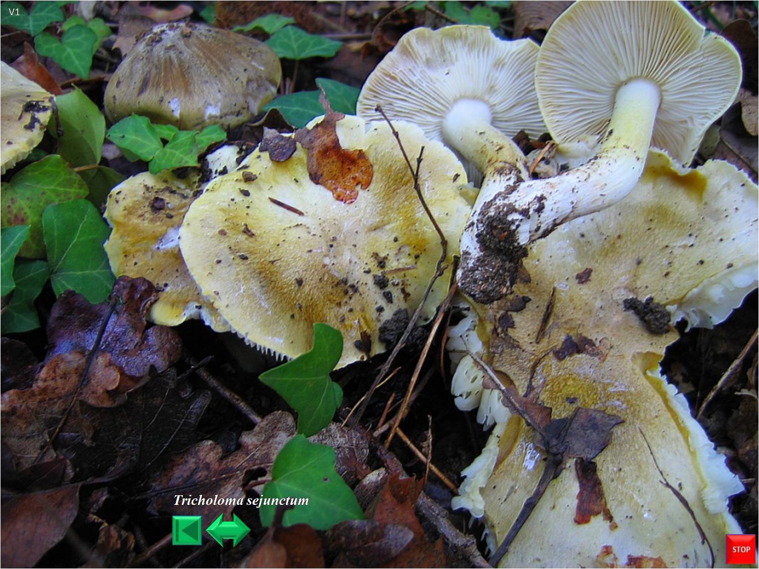 Tricholoma portentosum