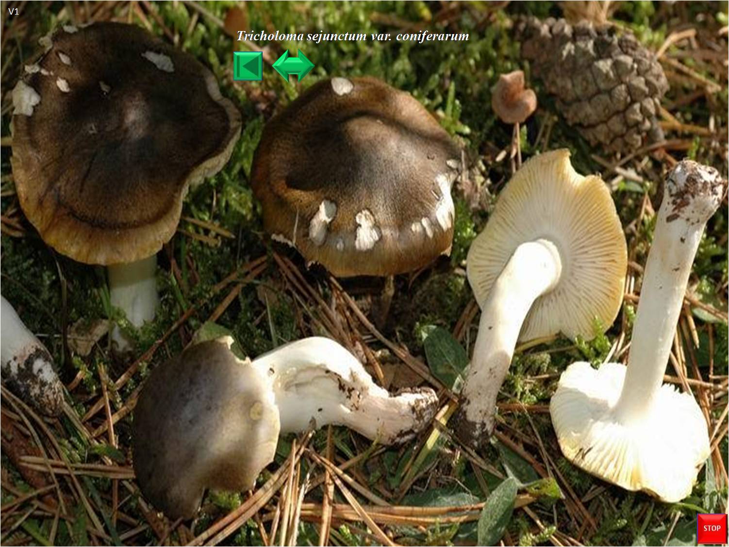 Tricholoma sejunctum