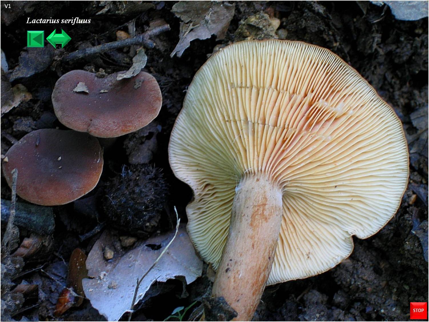 Lactarius quietus