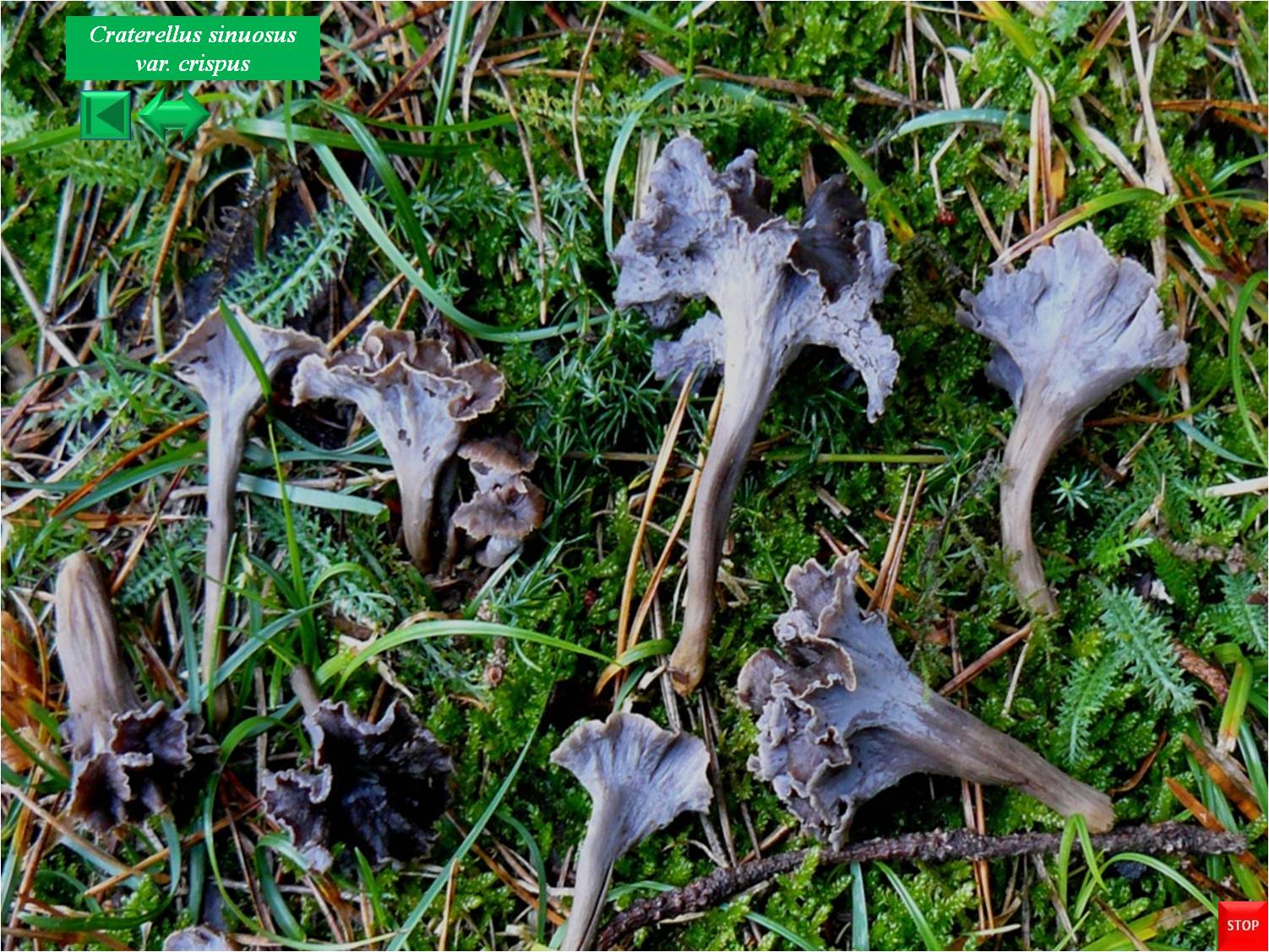 Pseudocraterellus sinuosus