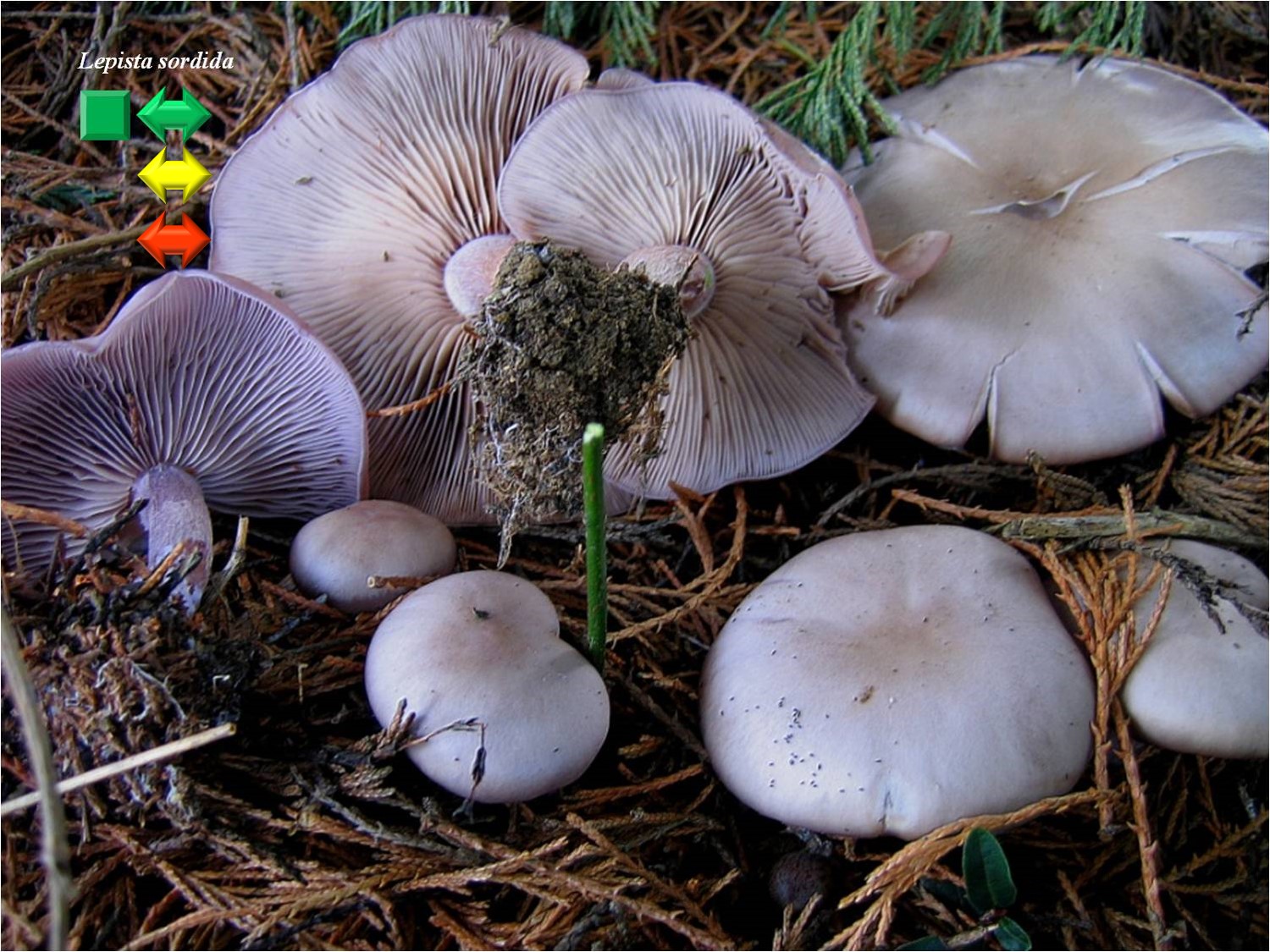 Lepista sordida var. lilacea