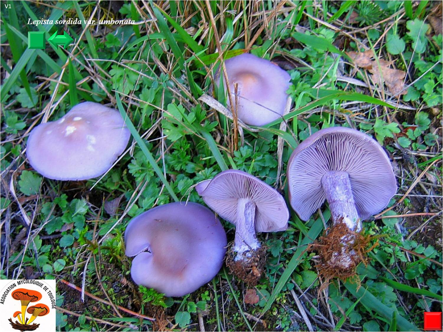 Lepista sordida var. lilacea