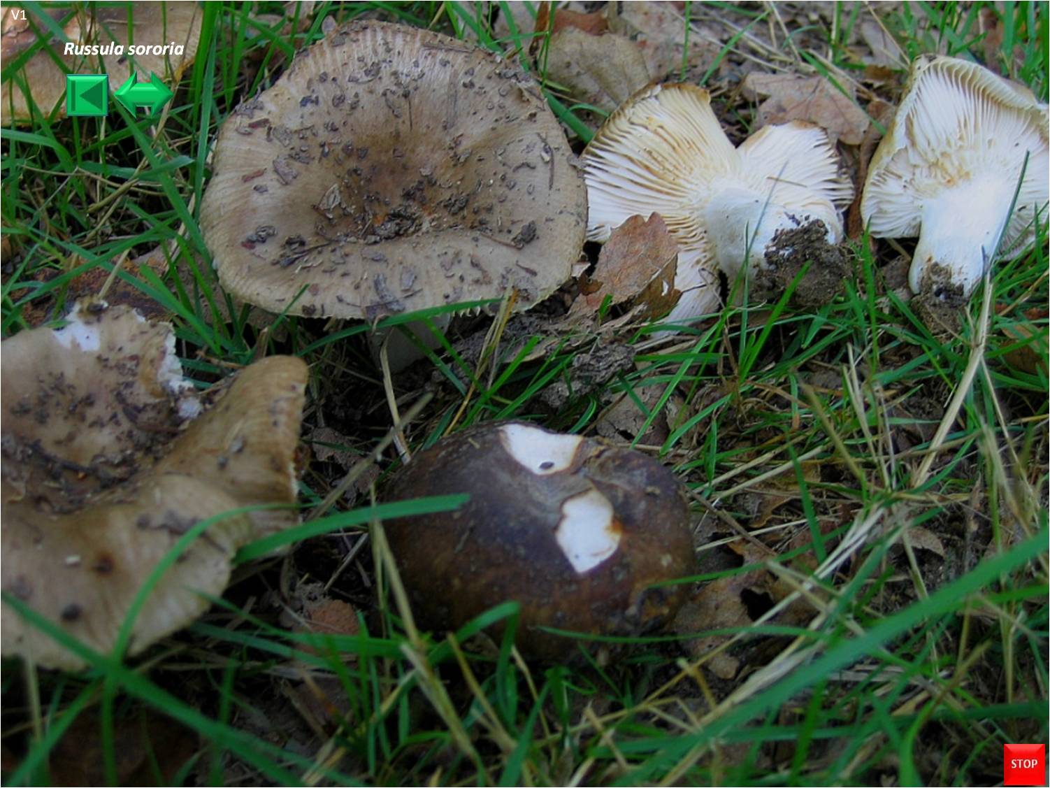 Russula amoenolens