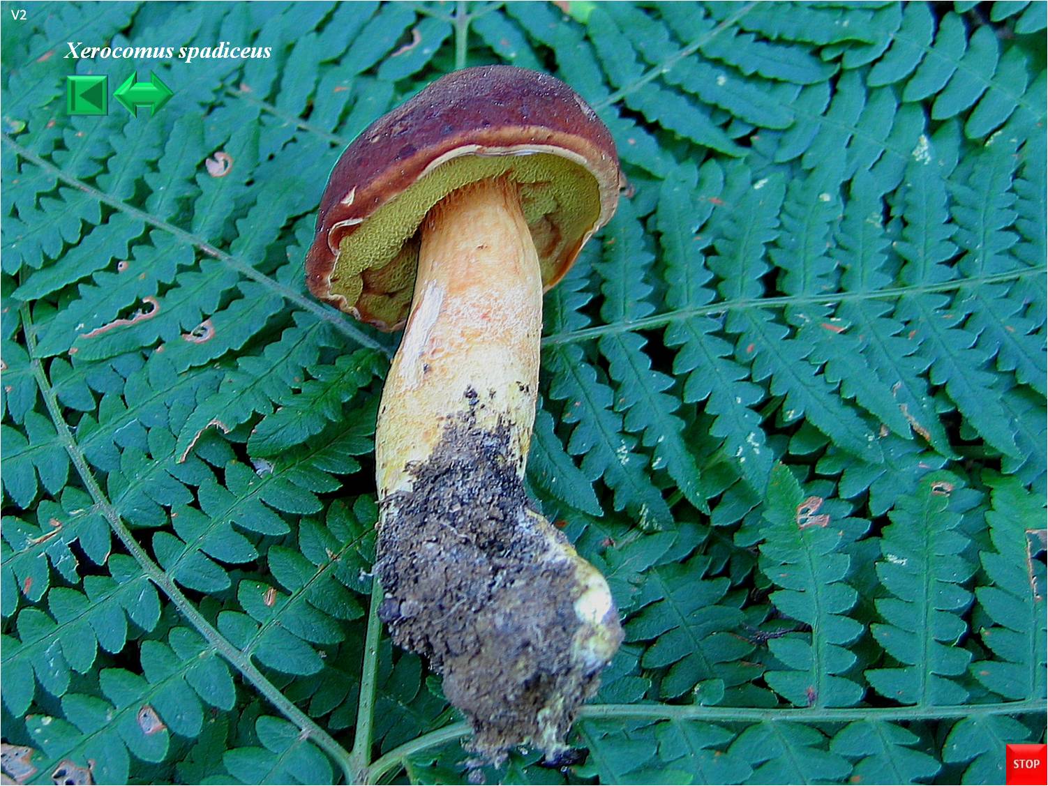 Xerocomus ferrugineus