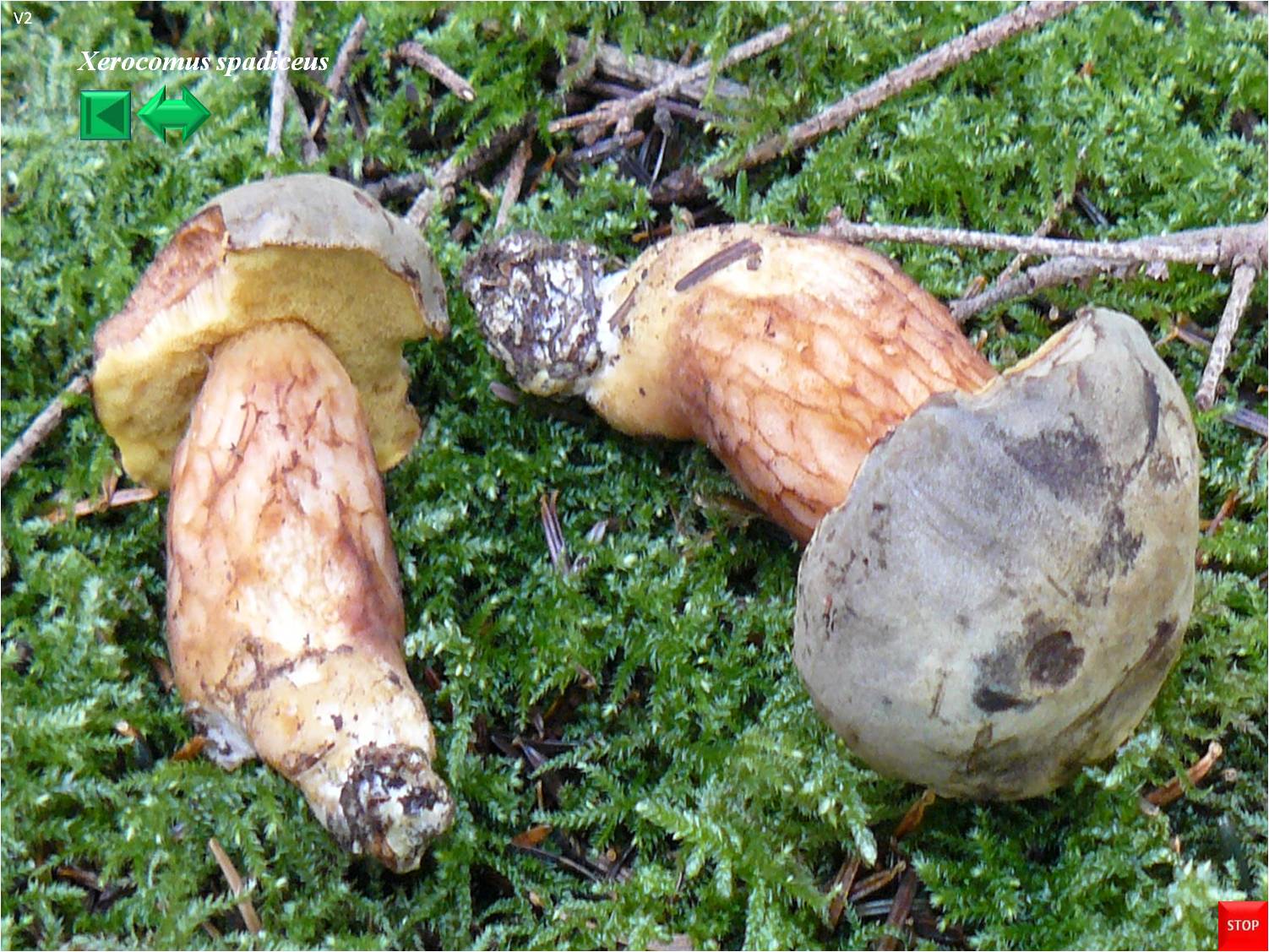 Xerocomus ferrugineus