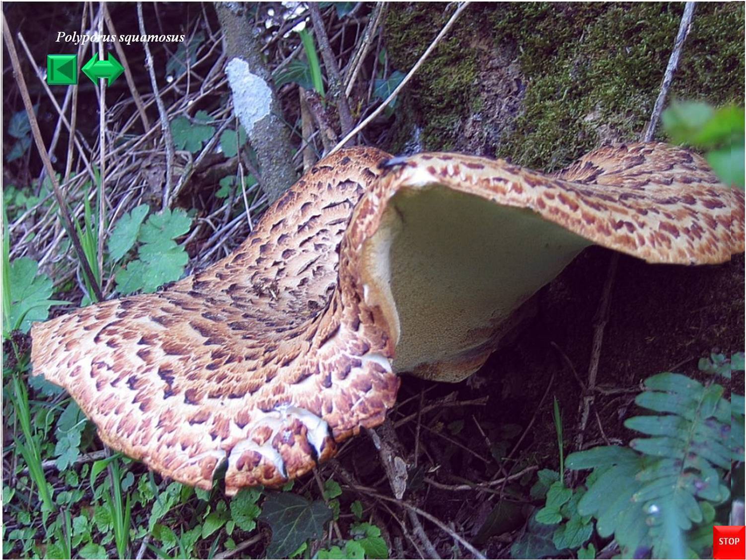 Polyporus squamosus