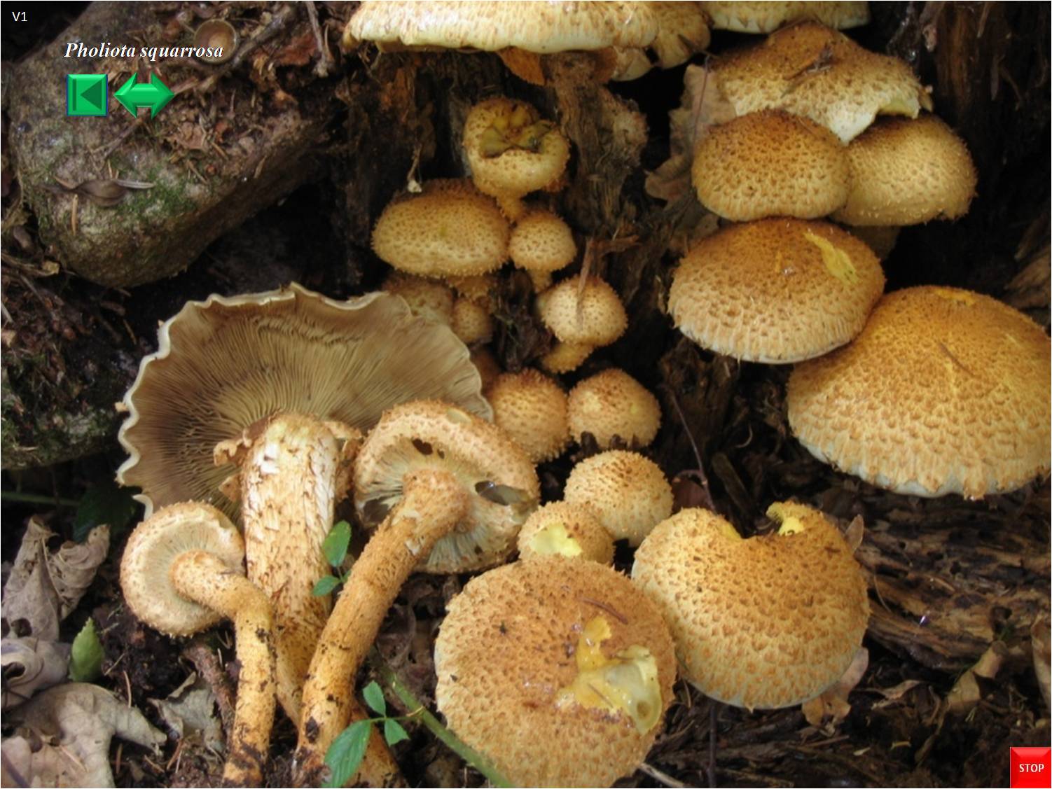 Pholiota squarrosa