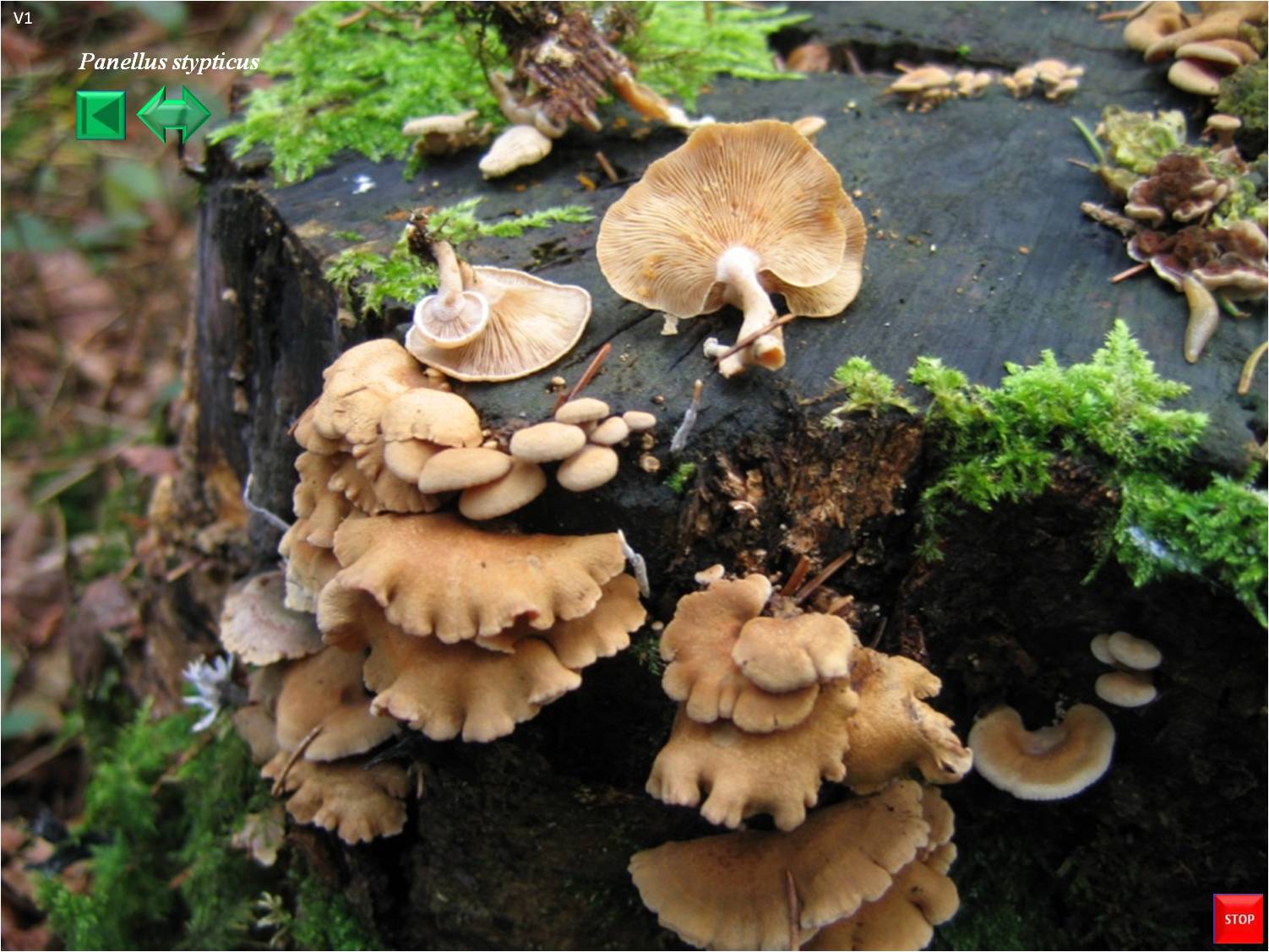 Tyromyces chioneus