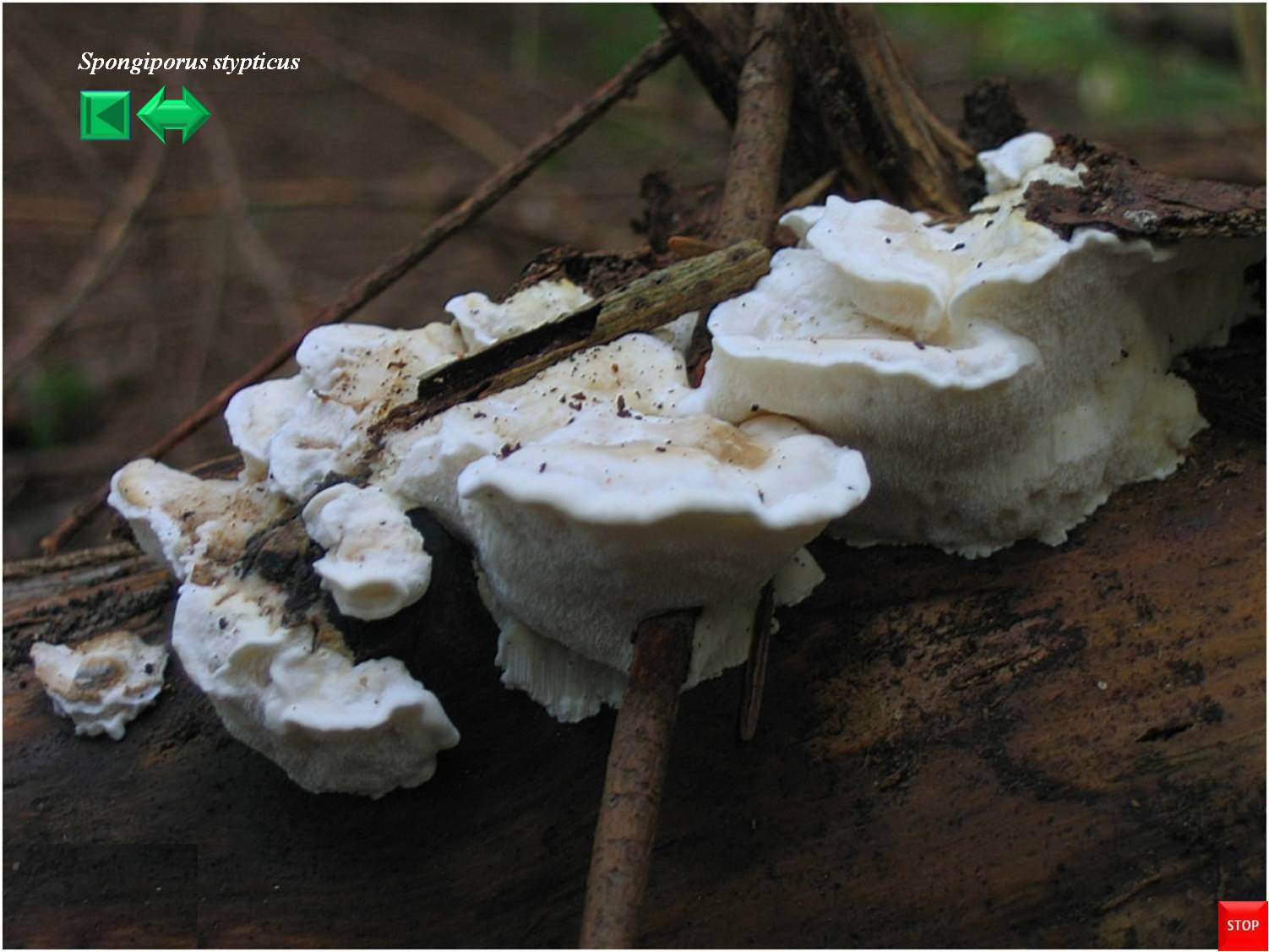 Panellus stipticus