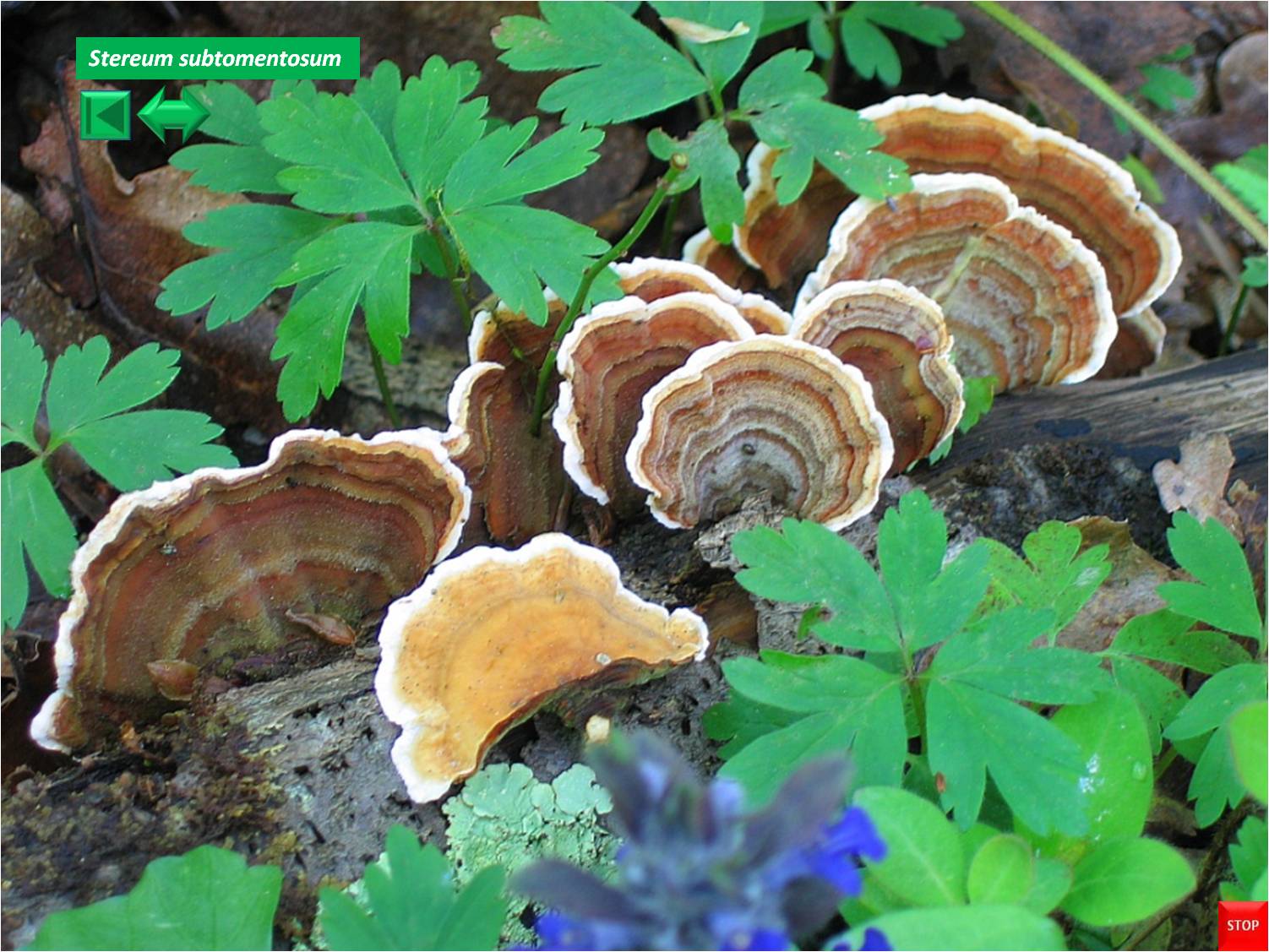 Stereum subtomentosum