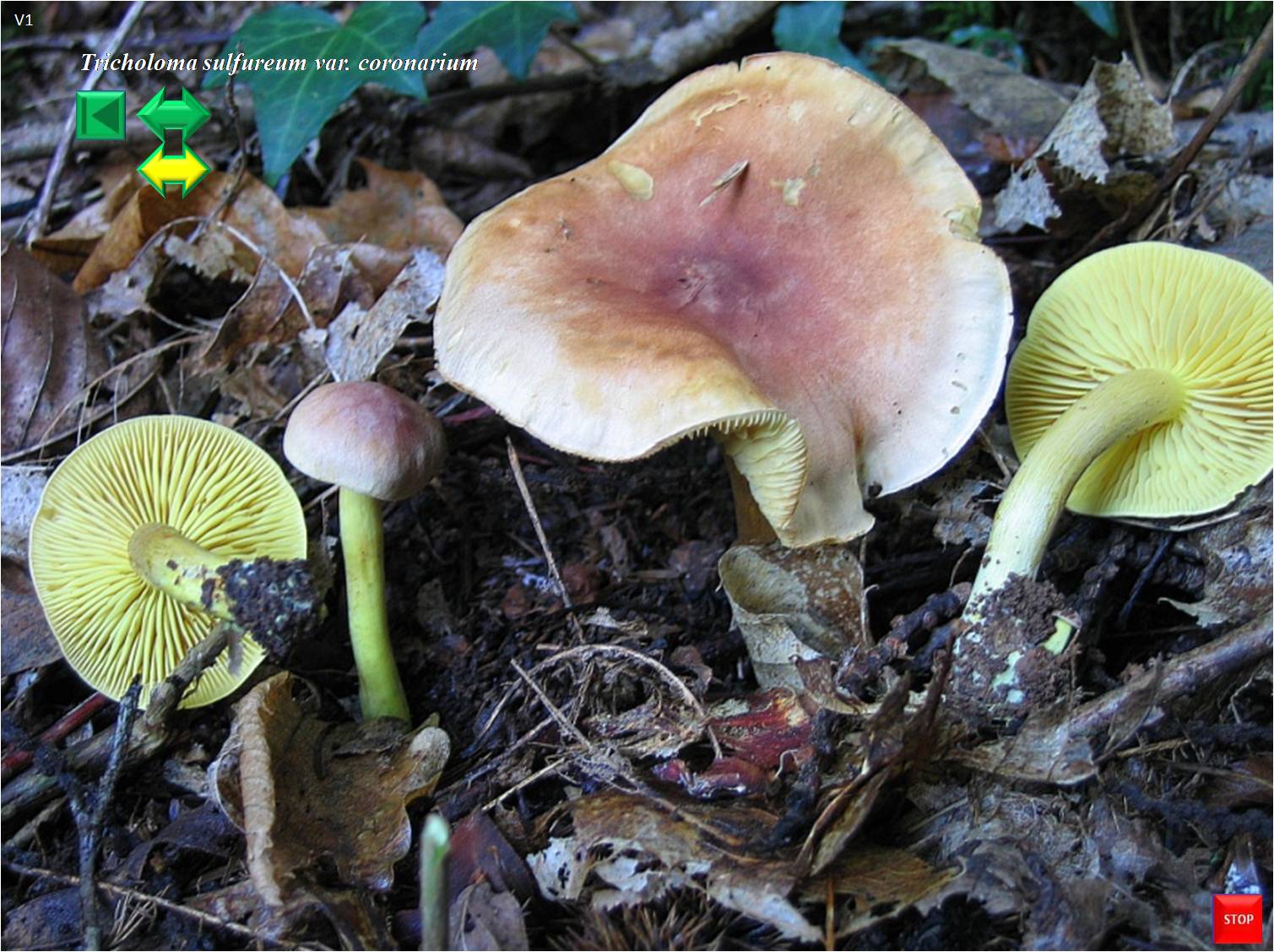 Tricholoma sulfureum var. coronarium