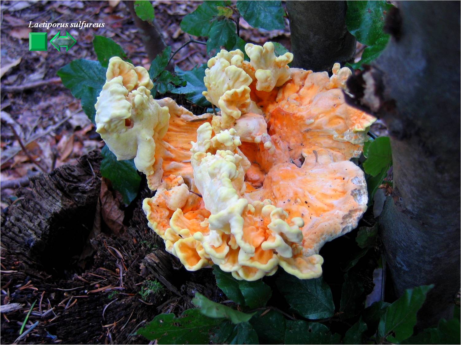 Laetiporus sulfureus