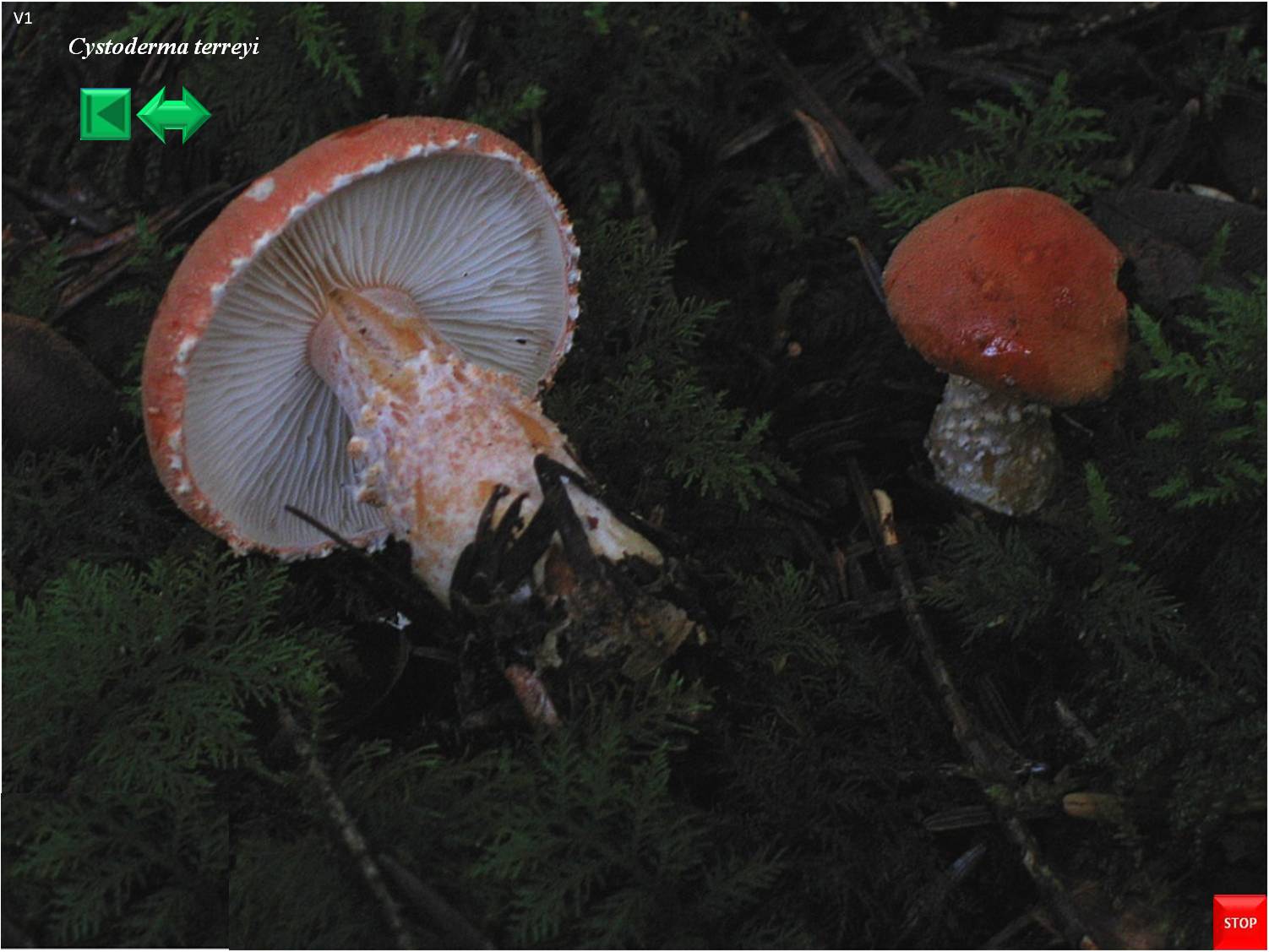 Cystoderma granulosum