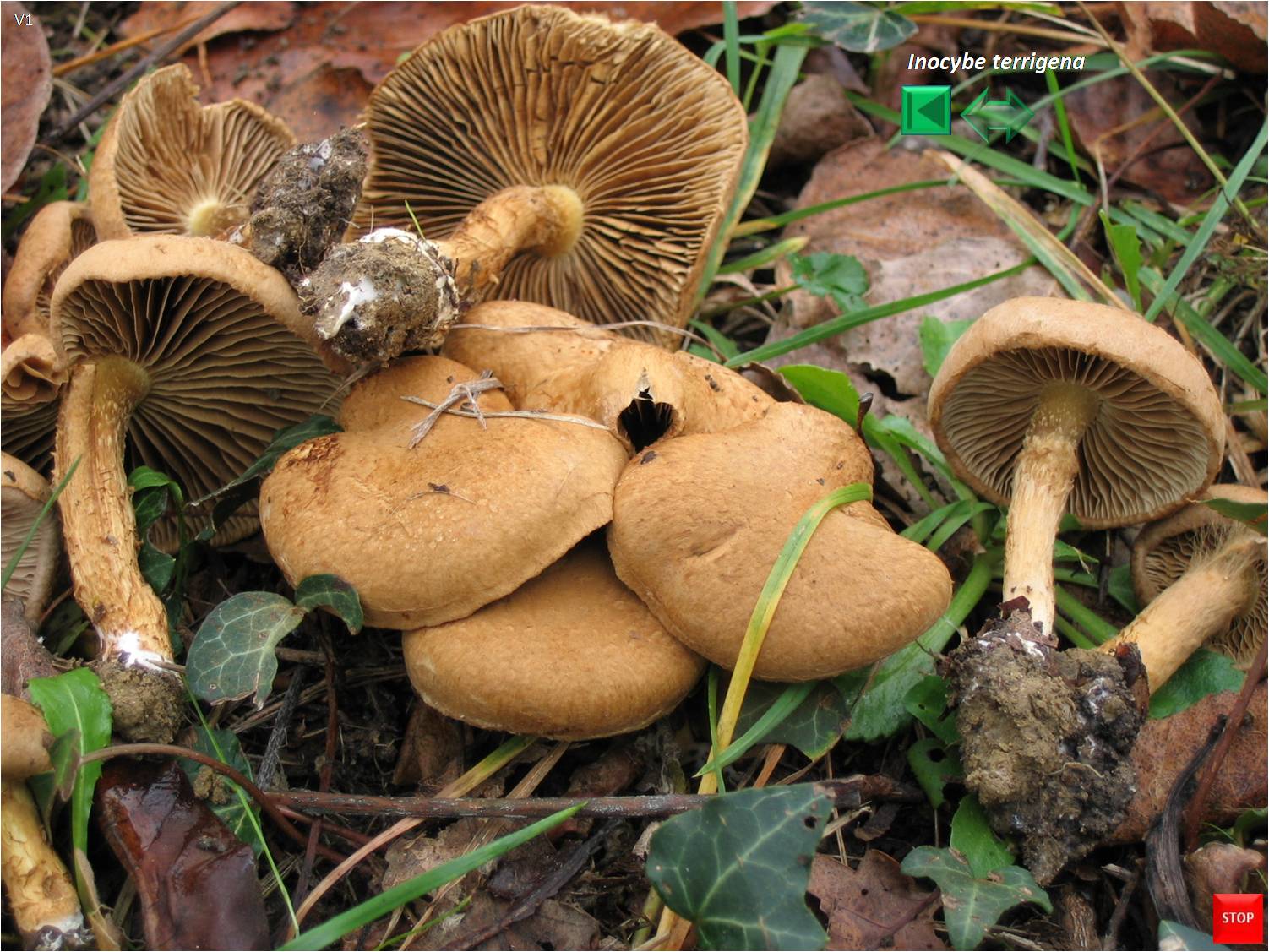 Inocybe terrigena