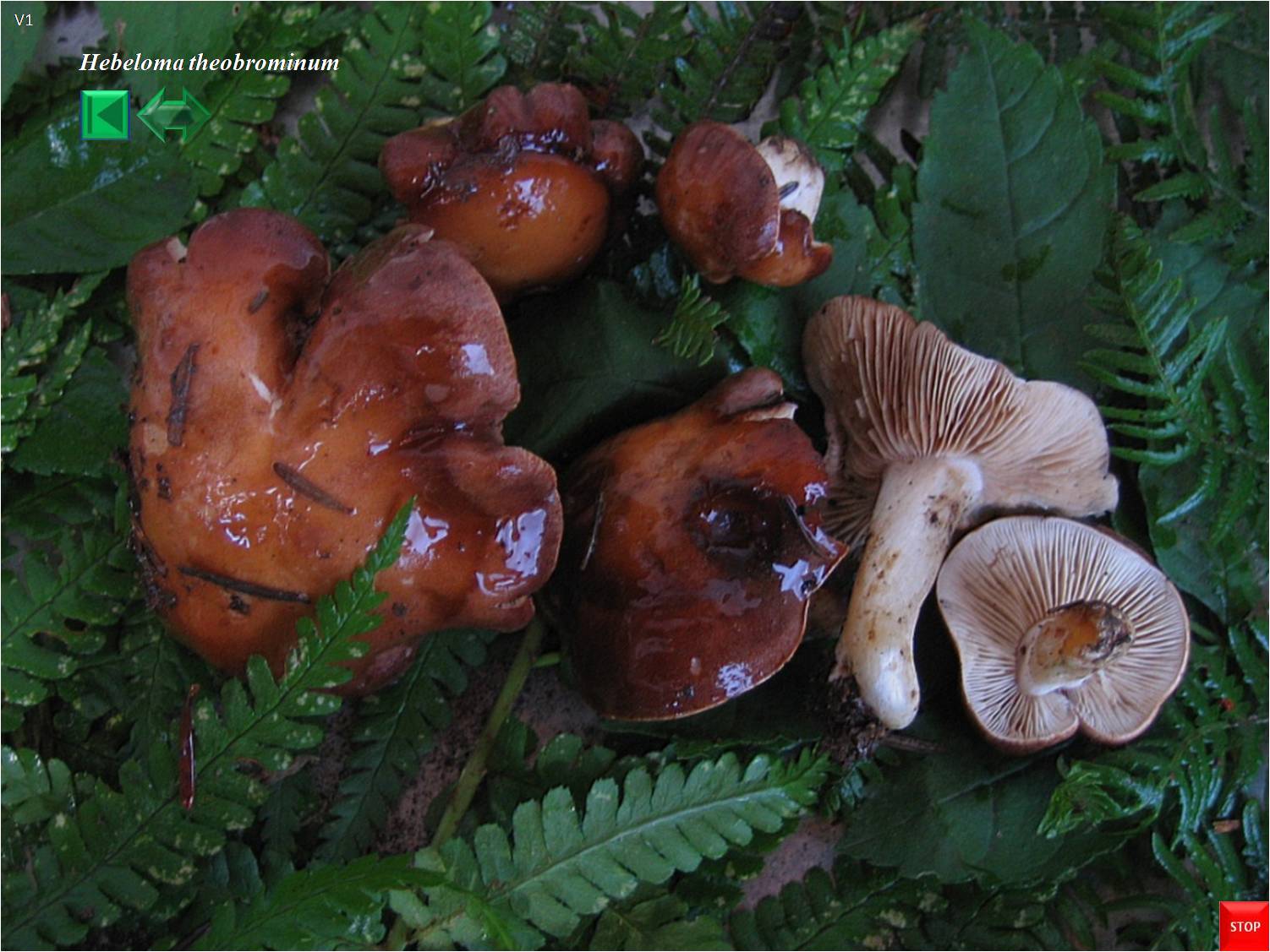 Hebeloma theobrominum