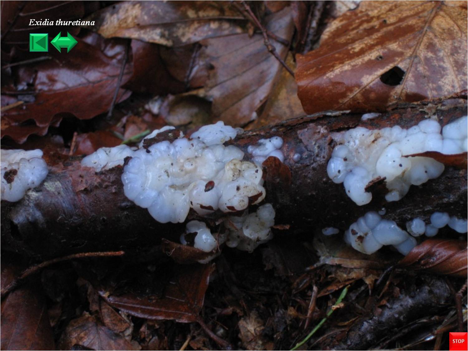 Exidia thuretiana