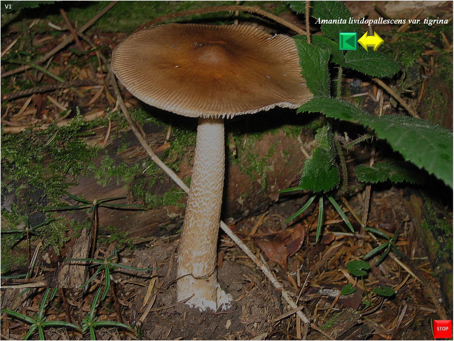 Amanita lividopallescens var. tigrina