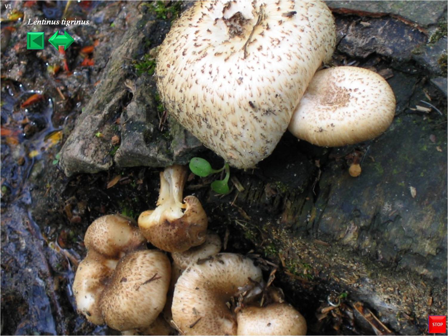 Neolentinus lepideus