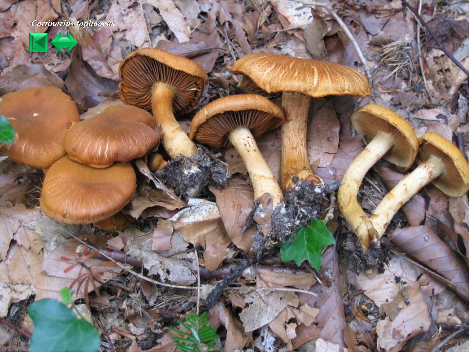 Cortinarius tophaceus
