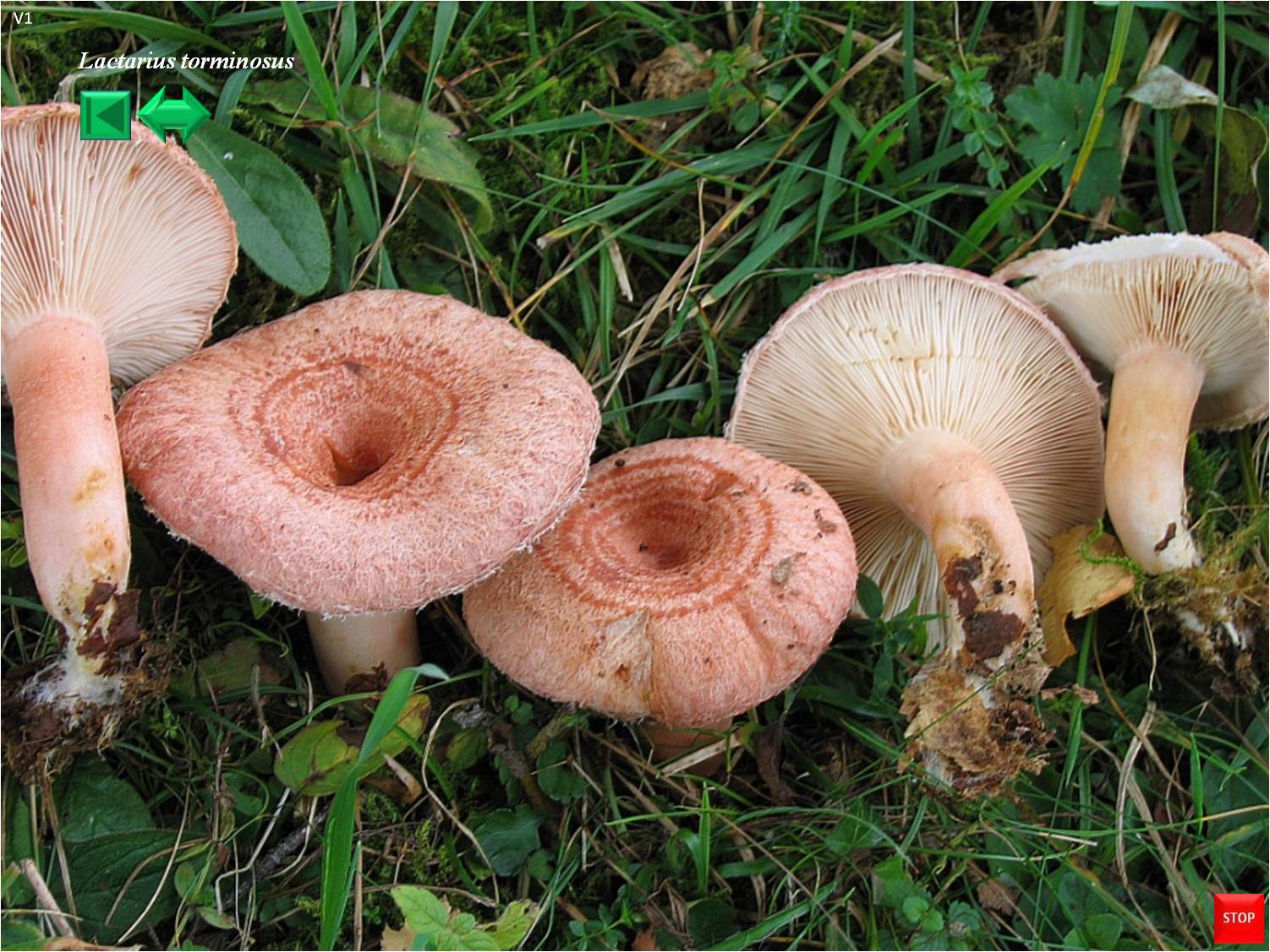 Lactarius pubescens