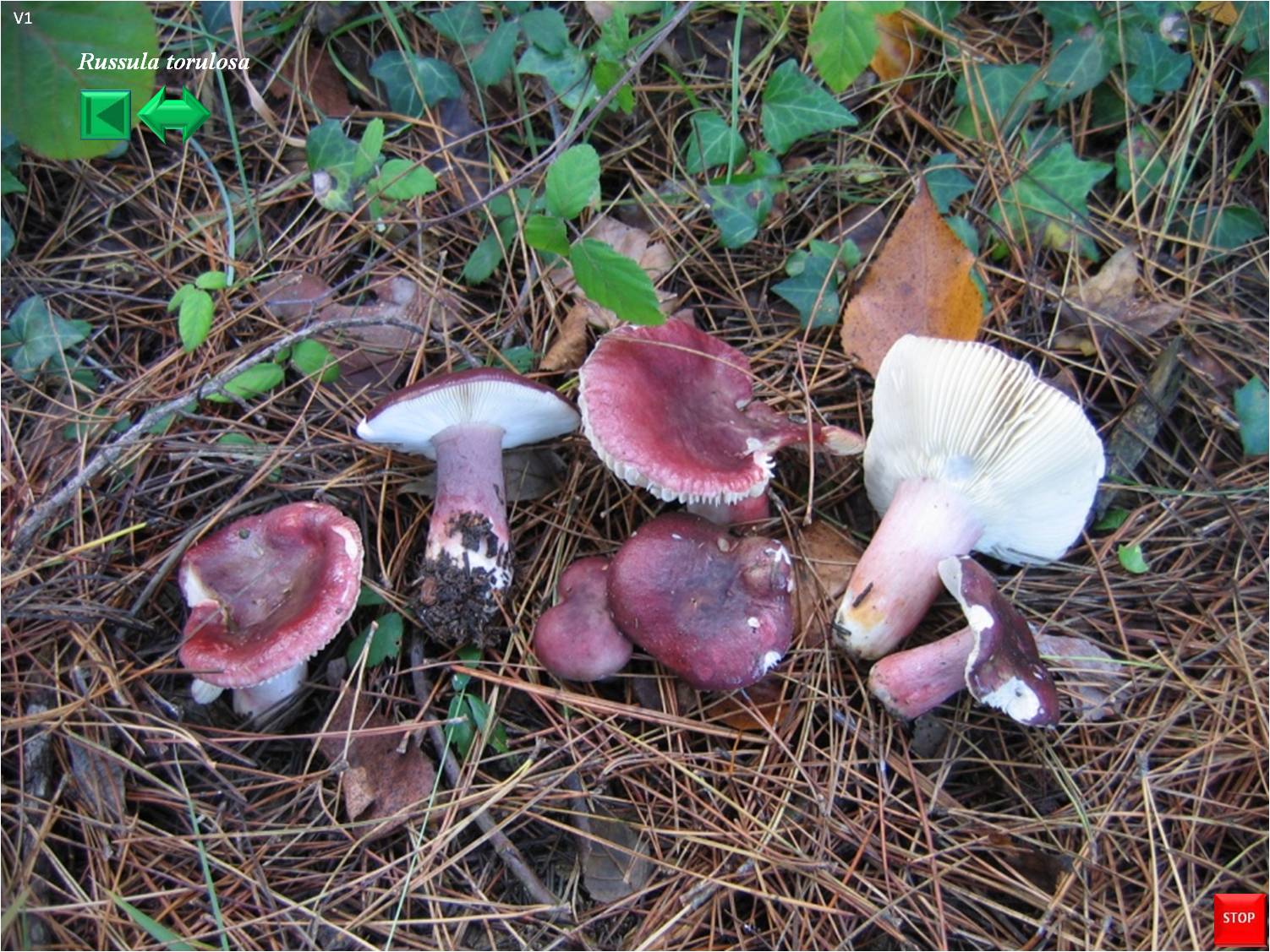 Russula olivacea