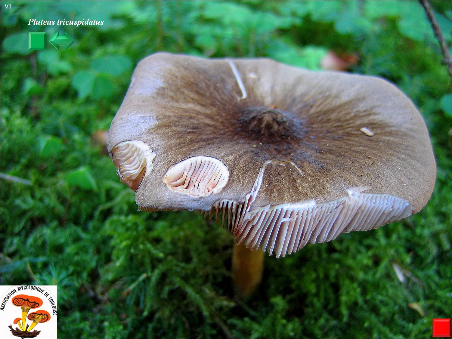 Pluteus tricuspidatus