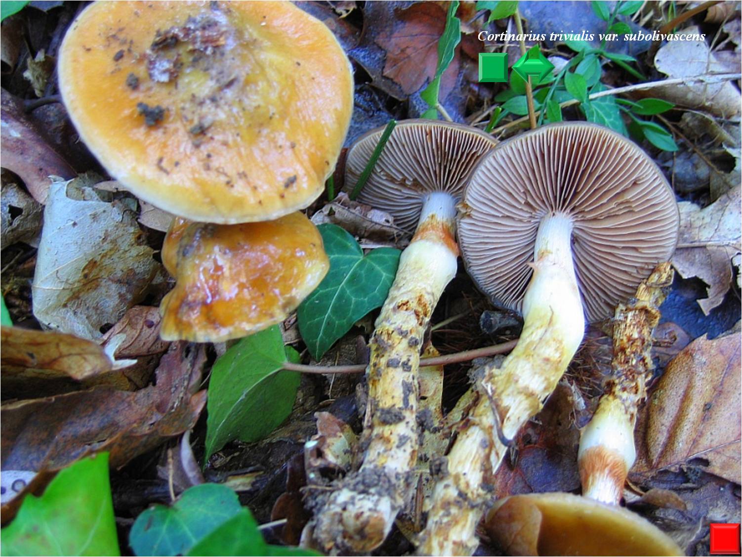 Cortinarius - myxacium trivialis var. trivialis