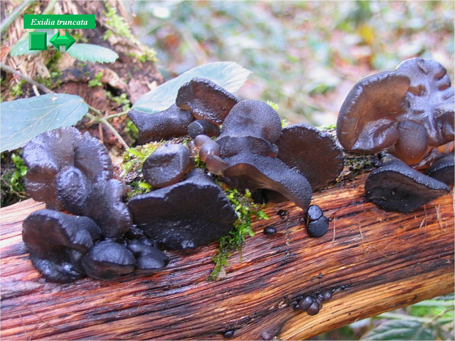 Exidia truncata