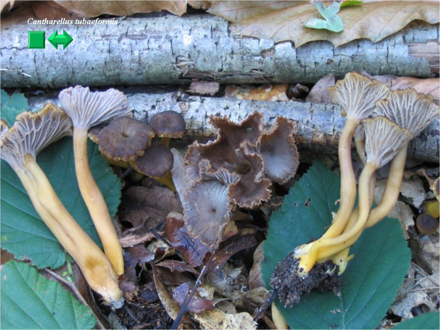 Cantharellus tubaeformis