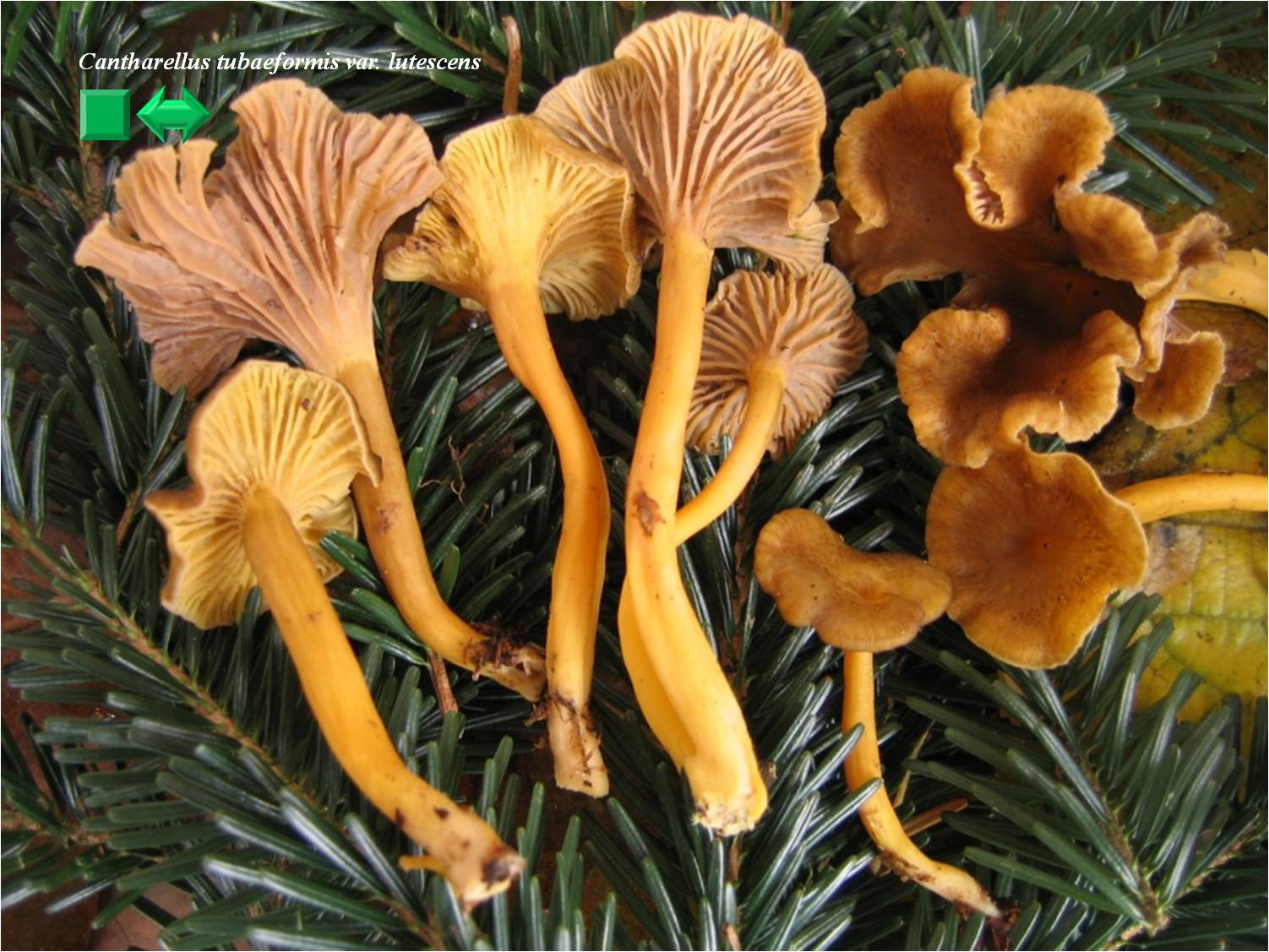 Cantharellus tubaeformis var. lutescens