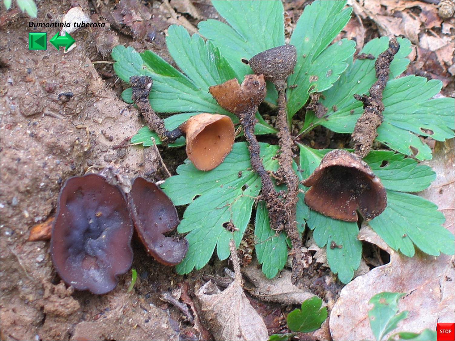 Dumontinia tuberosa