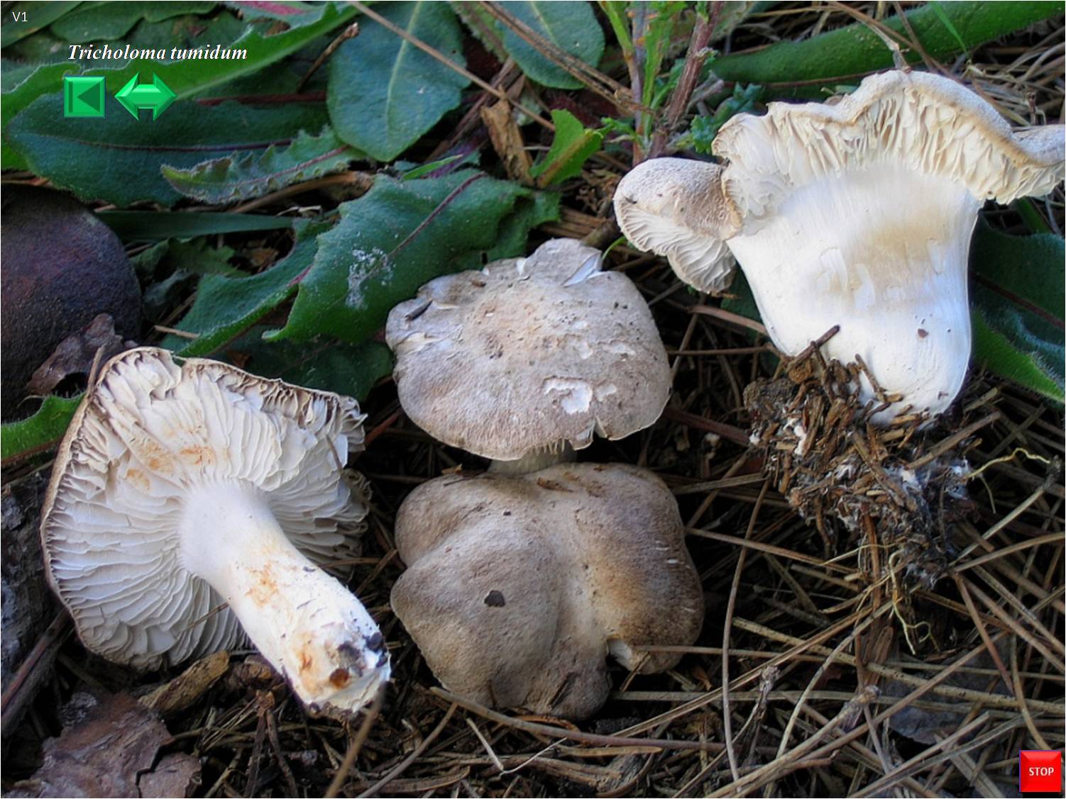 Tricholoma pardinum