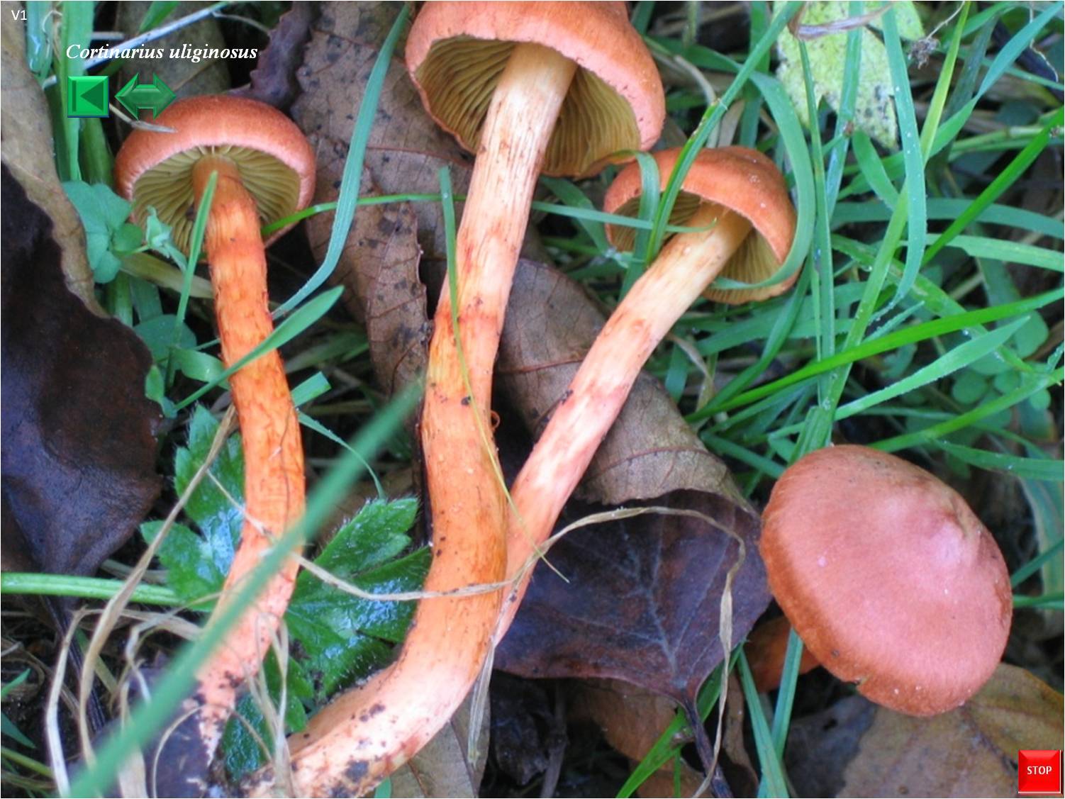 Cortinarius uliginosus